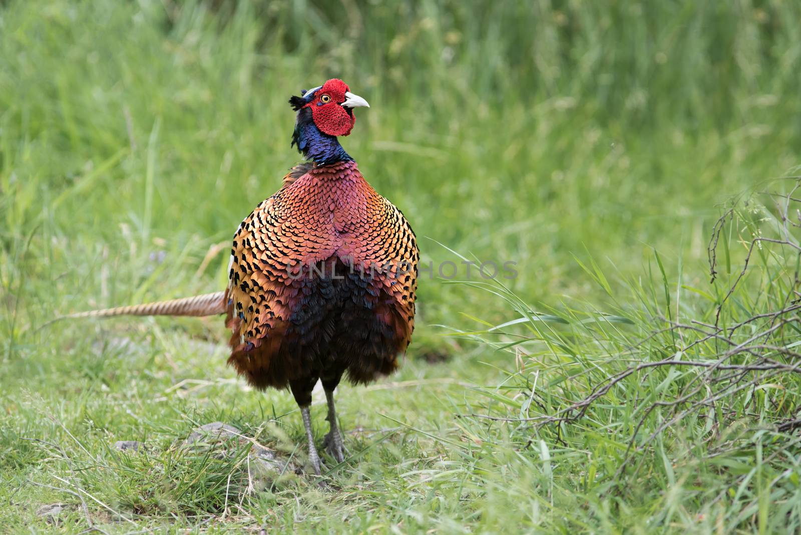 Close portrait of a male cock pheasant standing facing forward and looking to the right