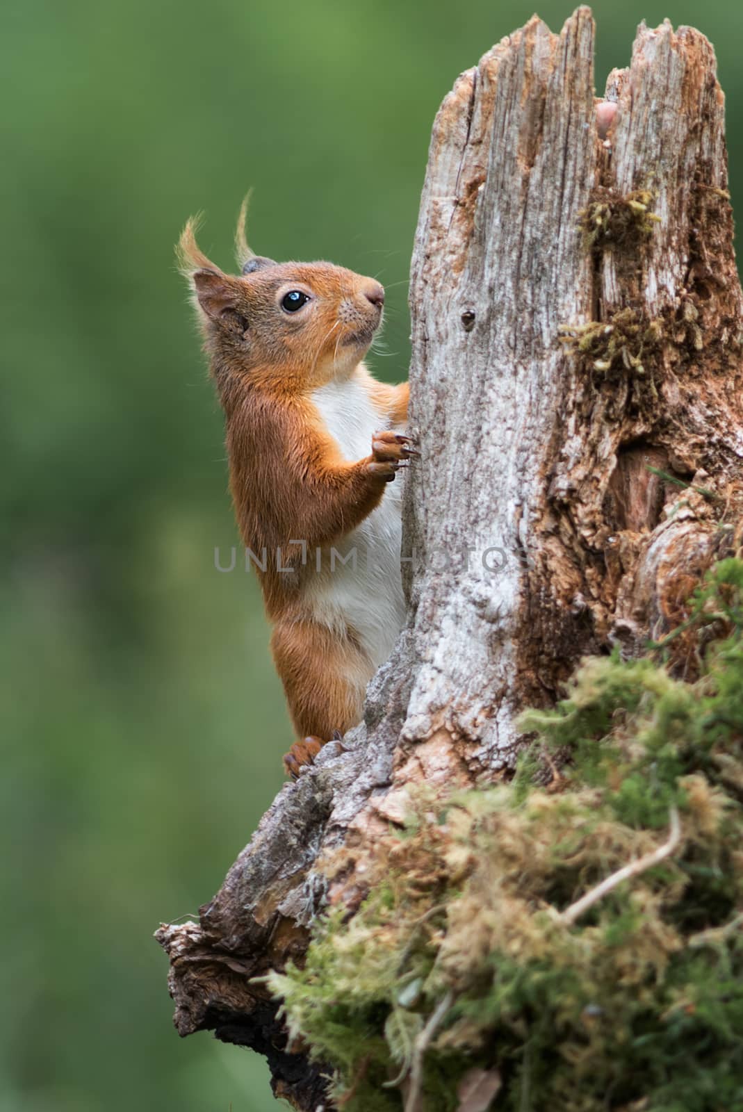 Detailed study close photograph or a red squirrel climbing up an old log tree in upright vertical format
