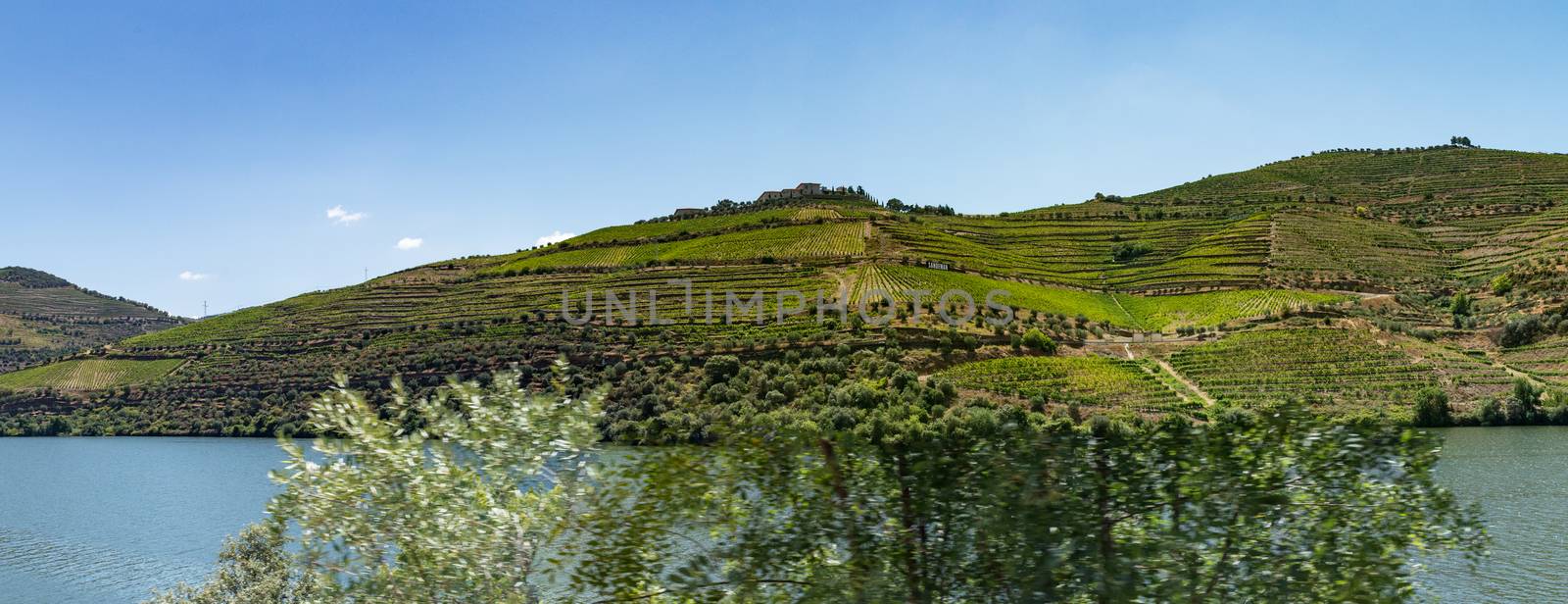 Point of view shot of terraced vineyards in Douro Valley by homydesign