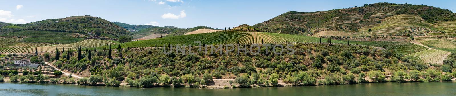 Point of view shot of terraced vineyards in Douro Valley by homydesign