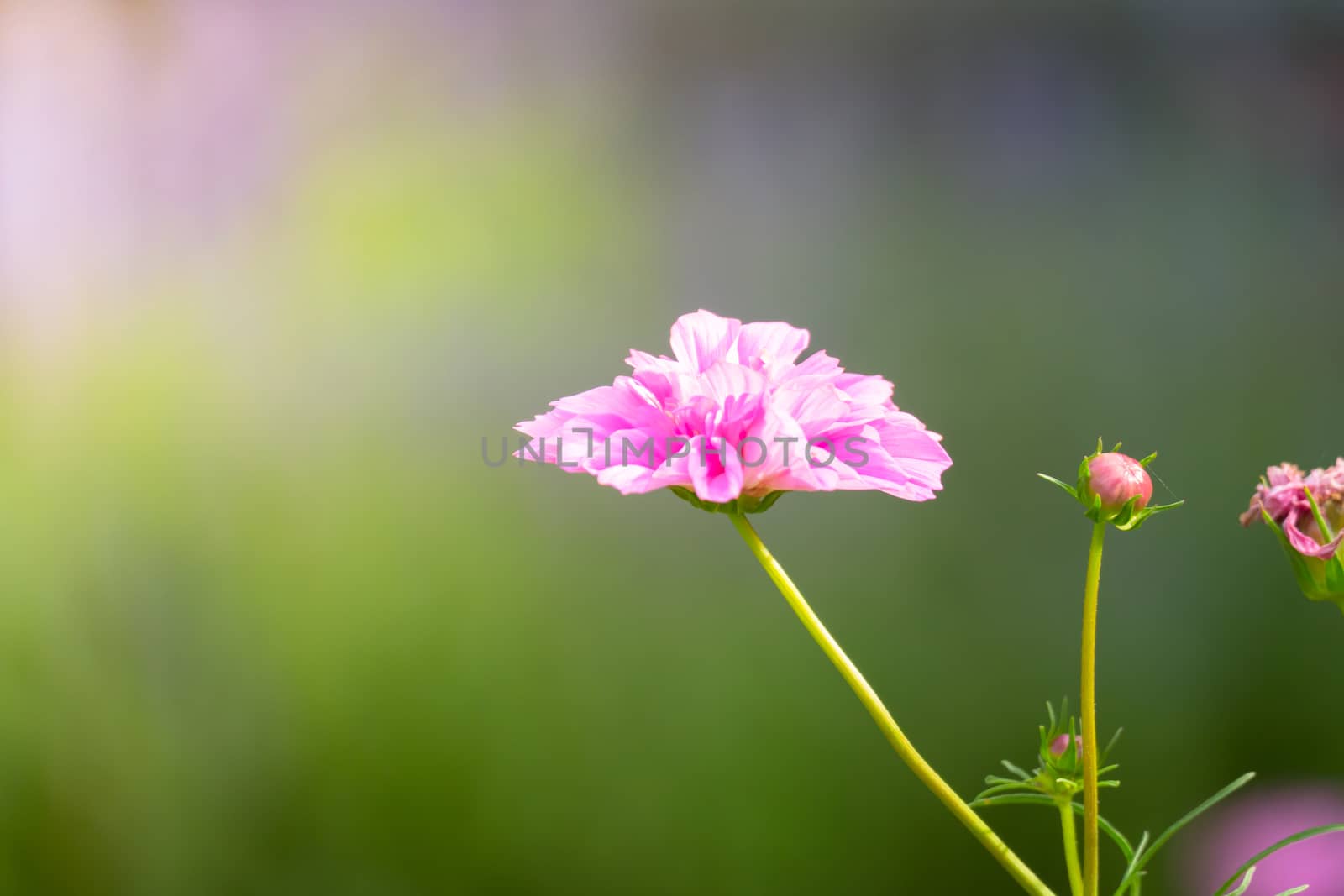 The background image of the colorful flowers by teerawit