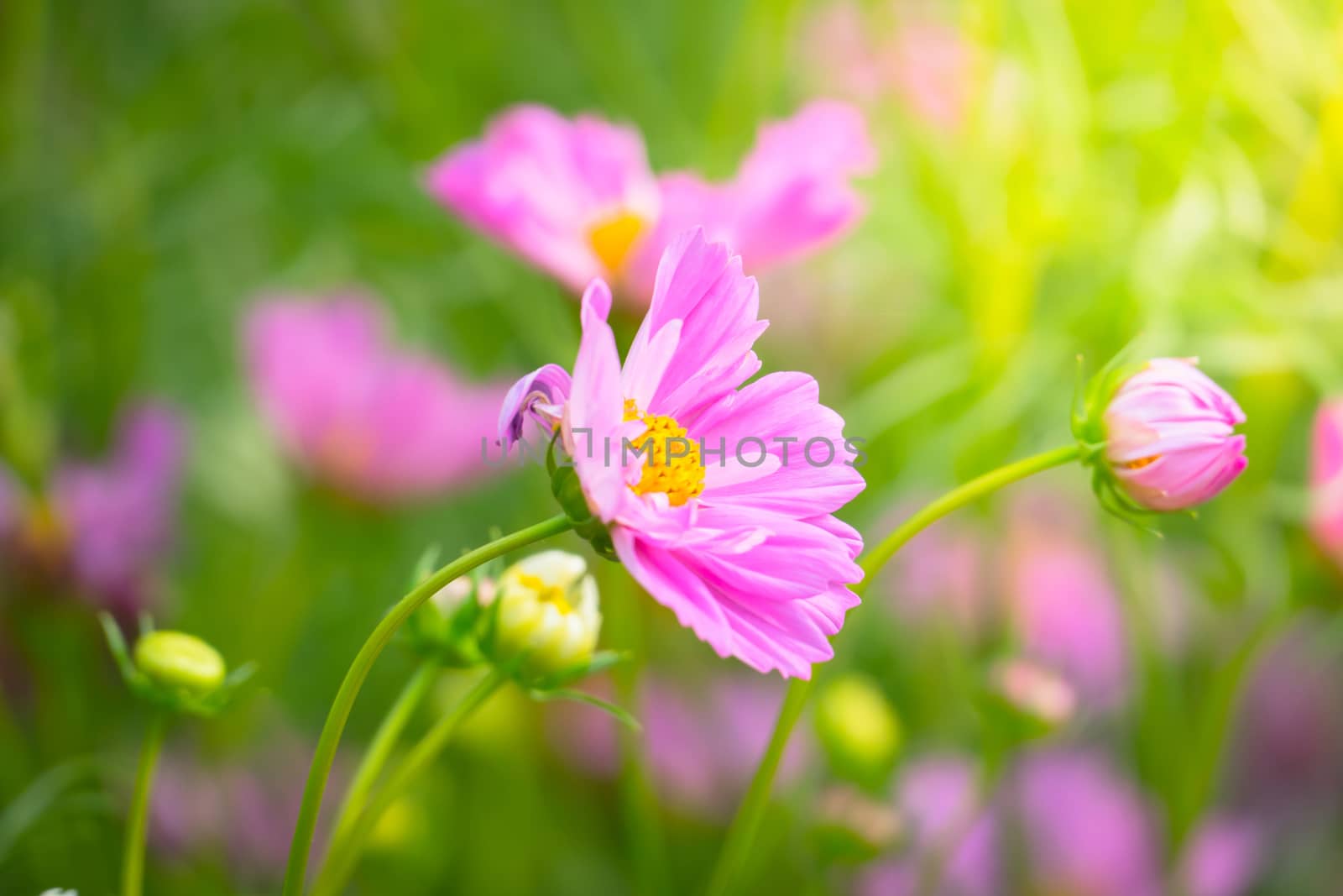 The background image of the colorful flowers by teerawit