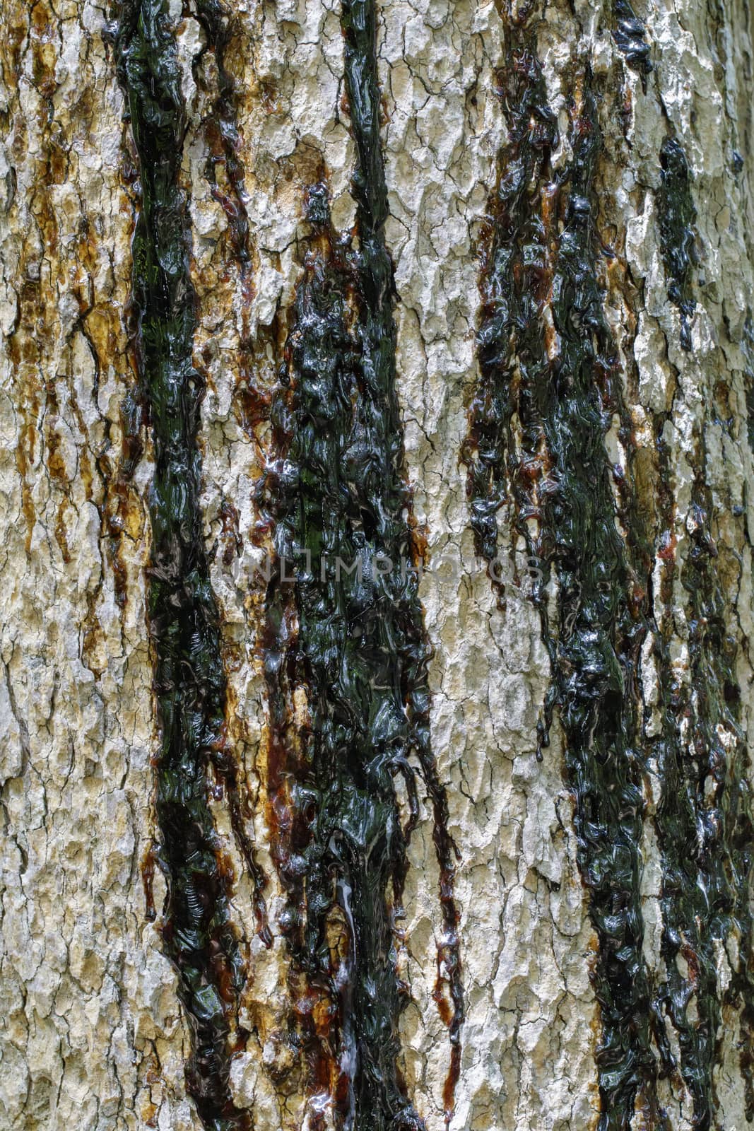 Image of a tree with a black rubber flowing out.