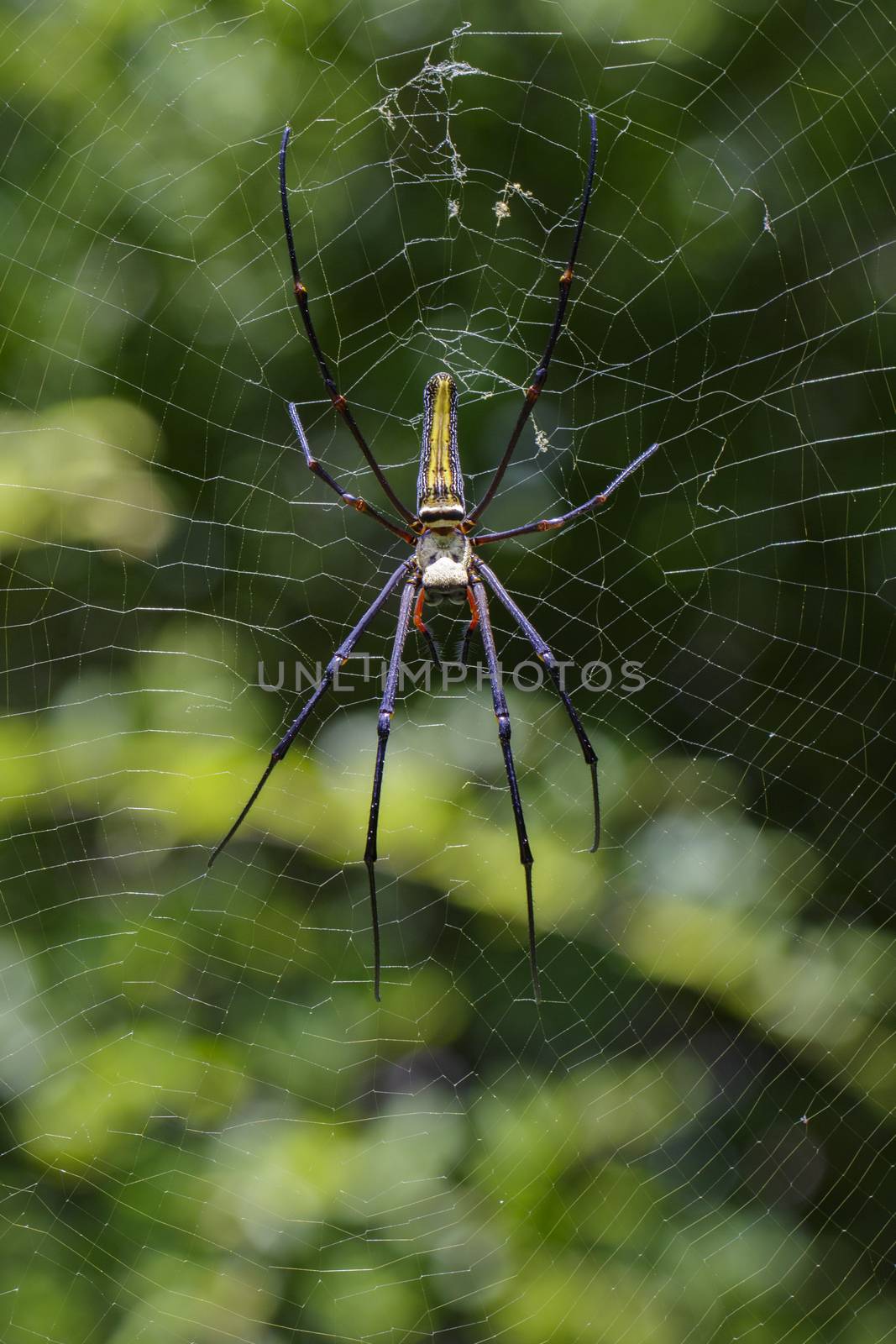 Image of Spider Nephila Maculata, Gaint Long-jawed Orb-weaver in the net. Insect Animal