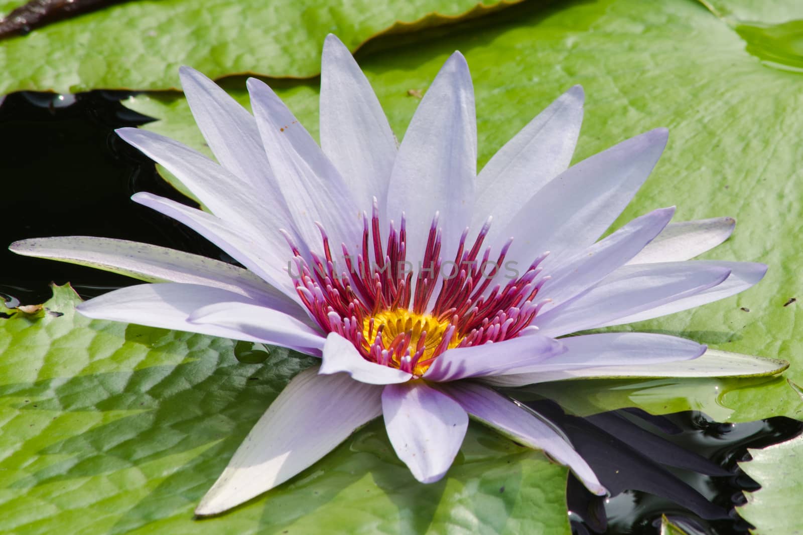 purple beautiful lotus