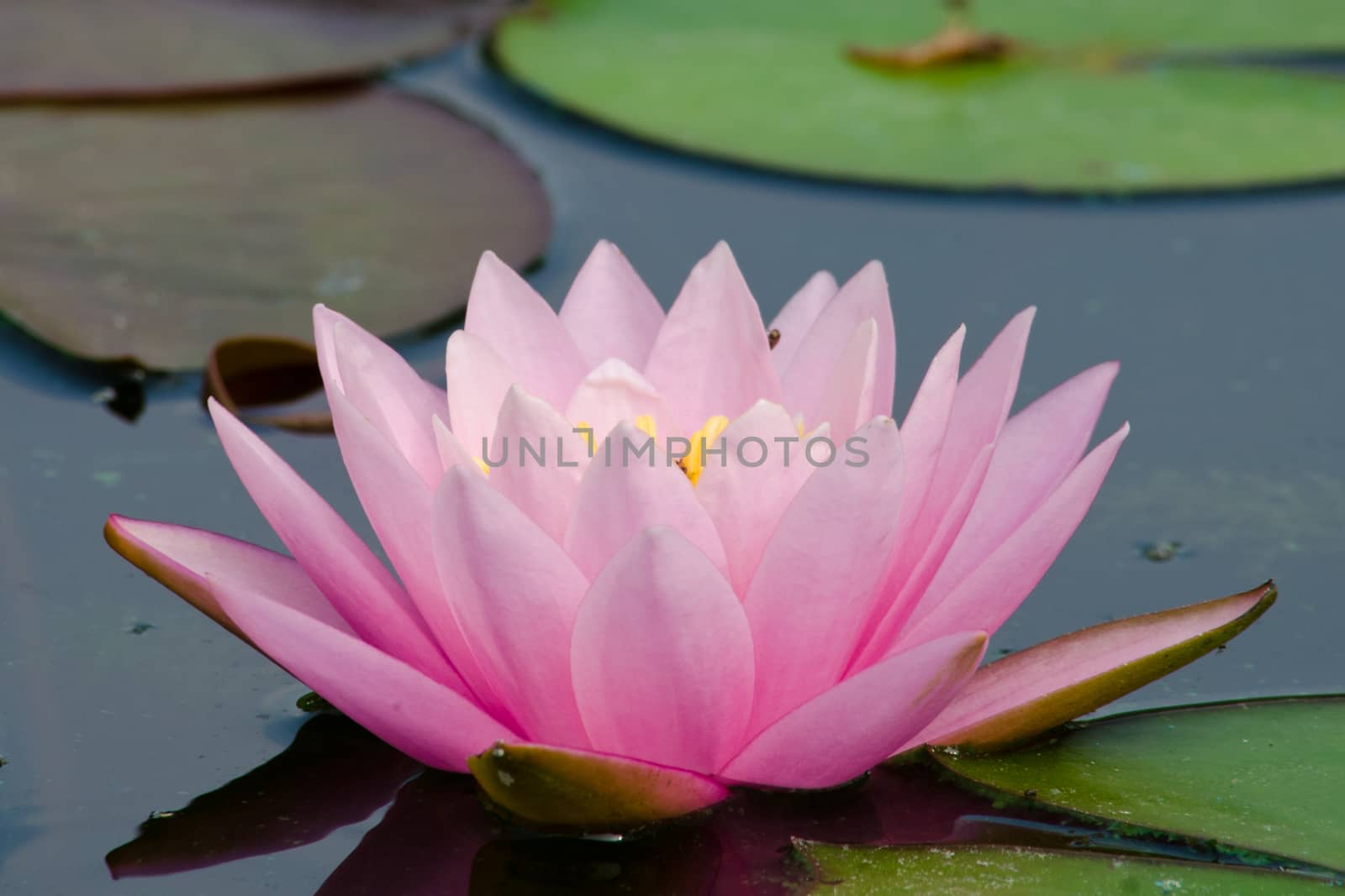 pink beautiful lotus