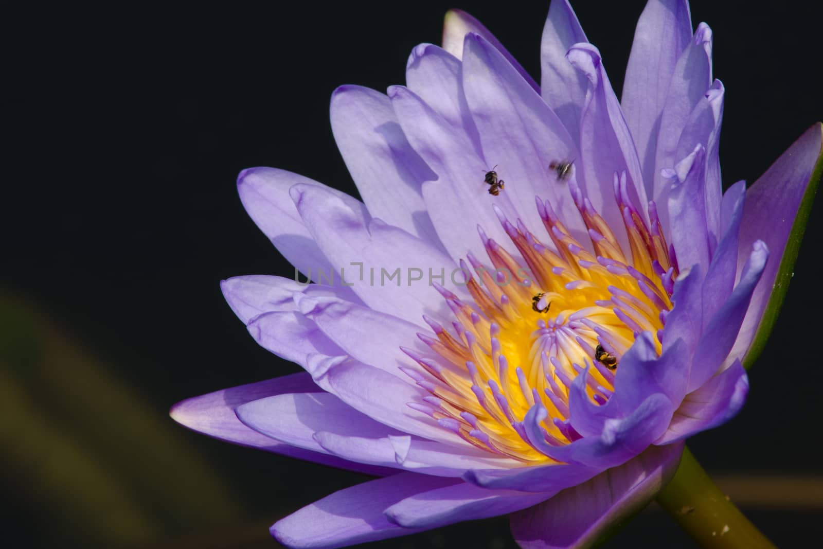 purple beautiful lotus