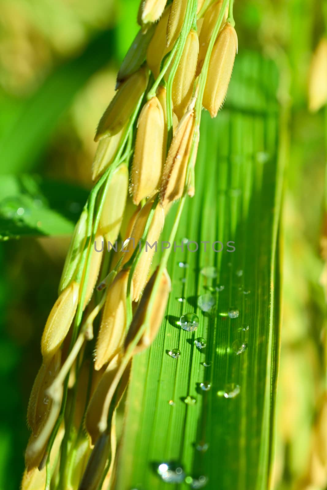 close-up rice field in thailand