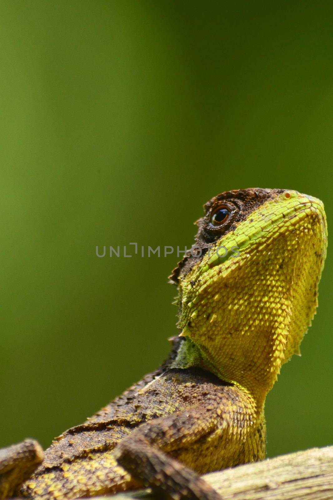 green spiny lizard sitting on the tree