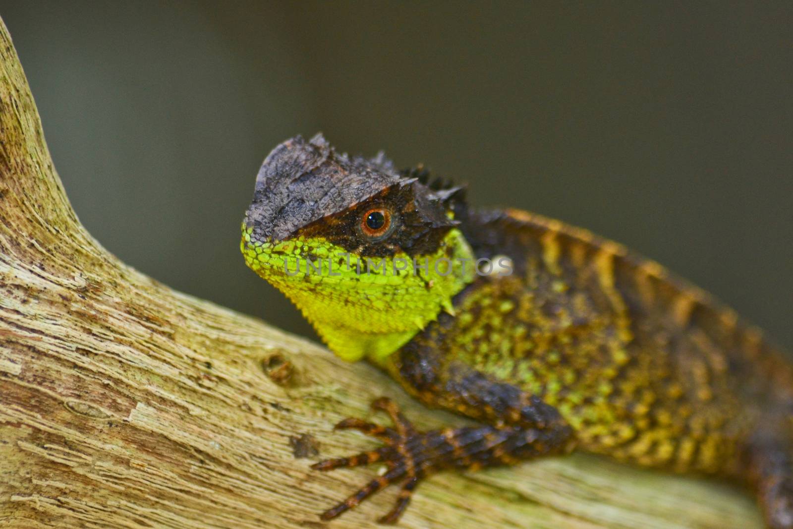 green spiny lizard sitting on the tree