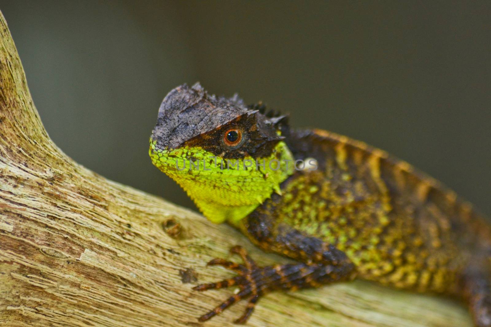  spiny lizard by visanuwit