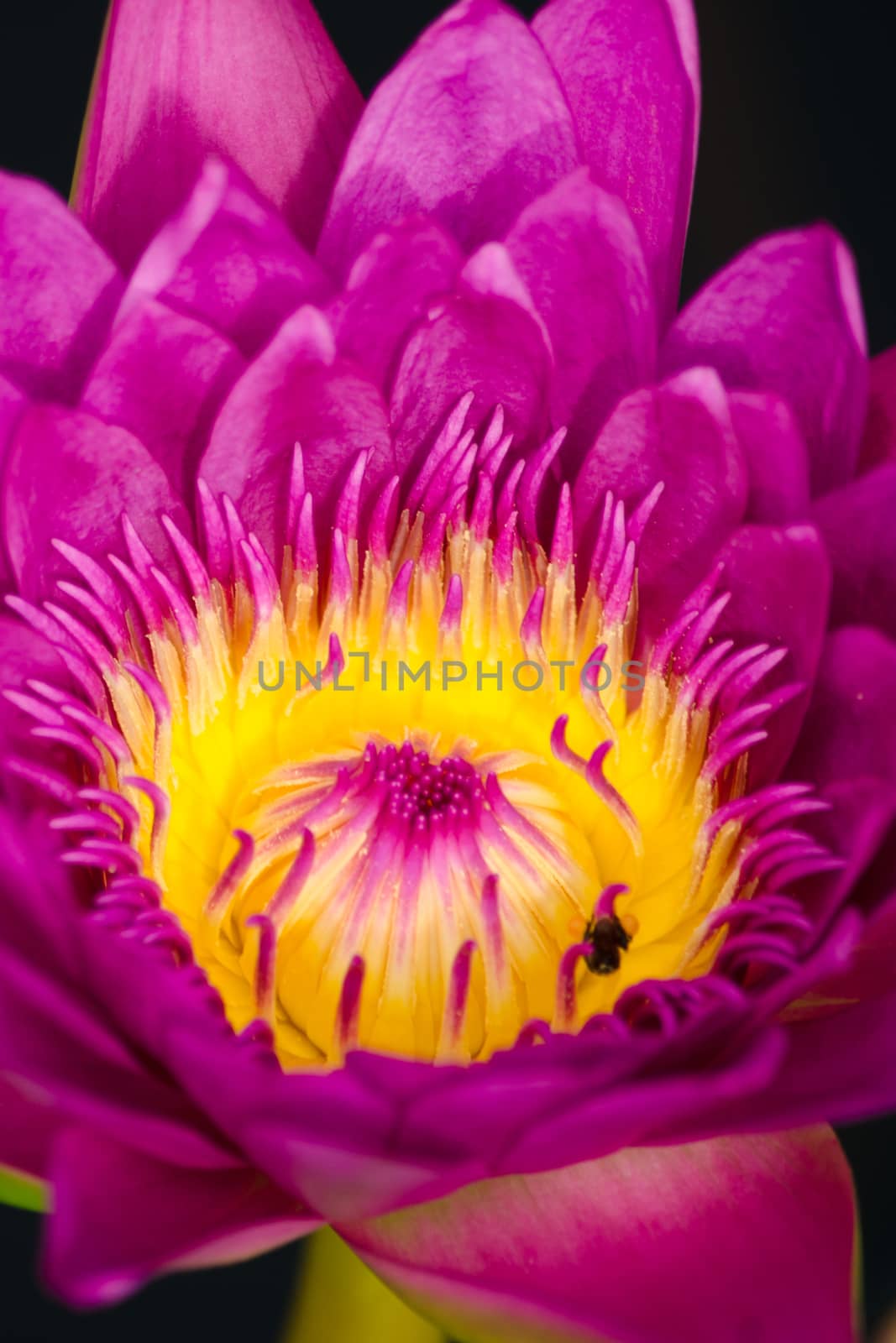beautiful lotus in pond by visanuwit