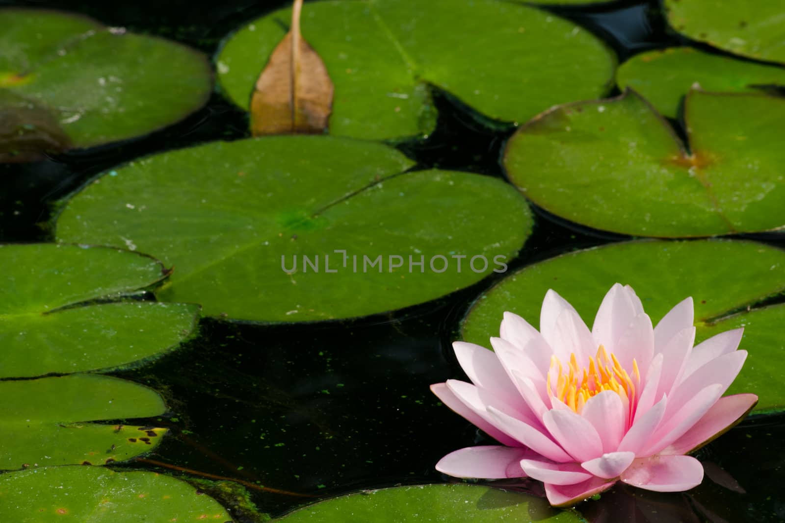 beautiful lotus in pond by visanuwit