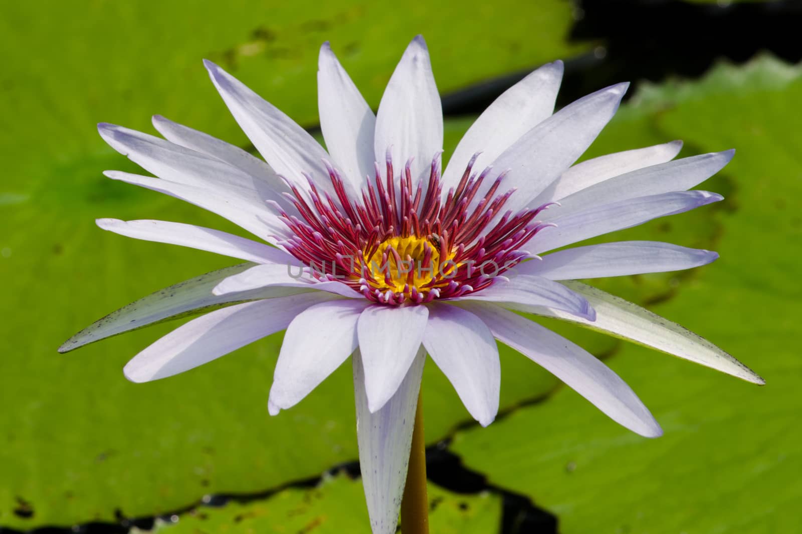 purple beautiful lotus