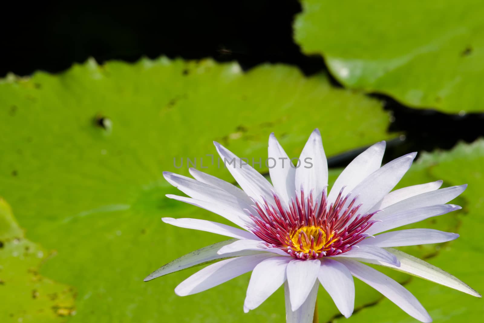 beautiful lotus in pond by visanuwit