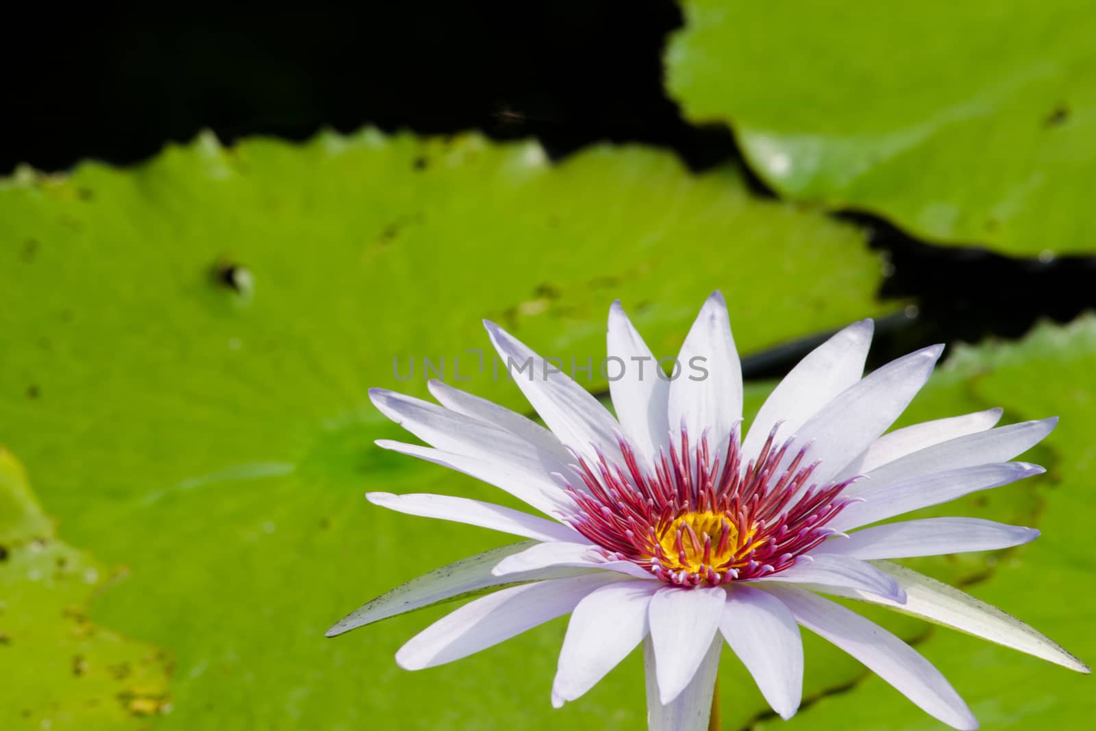 purple beautiful lotus