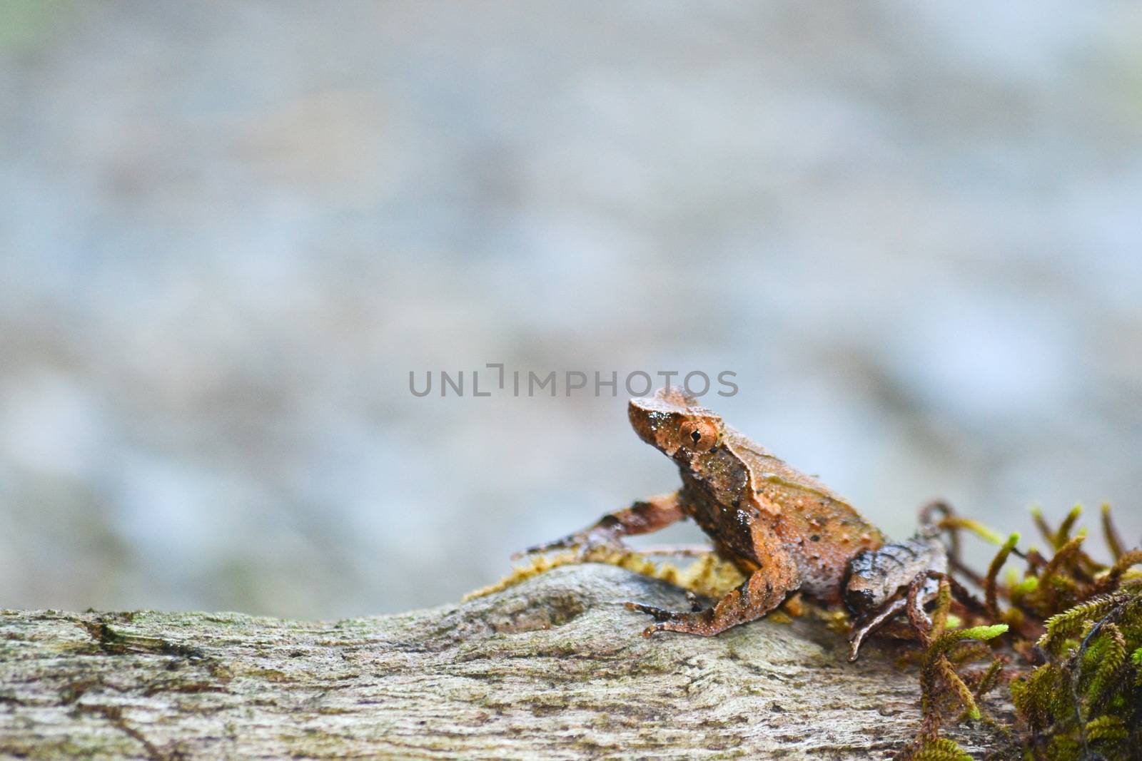 brown frog by visanuwit