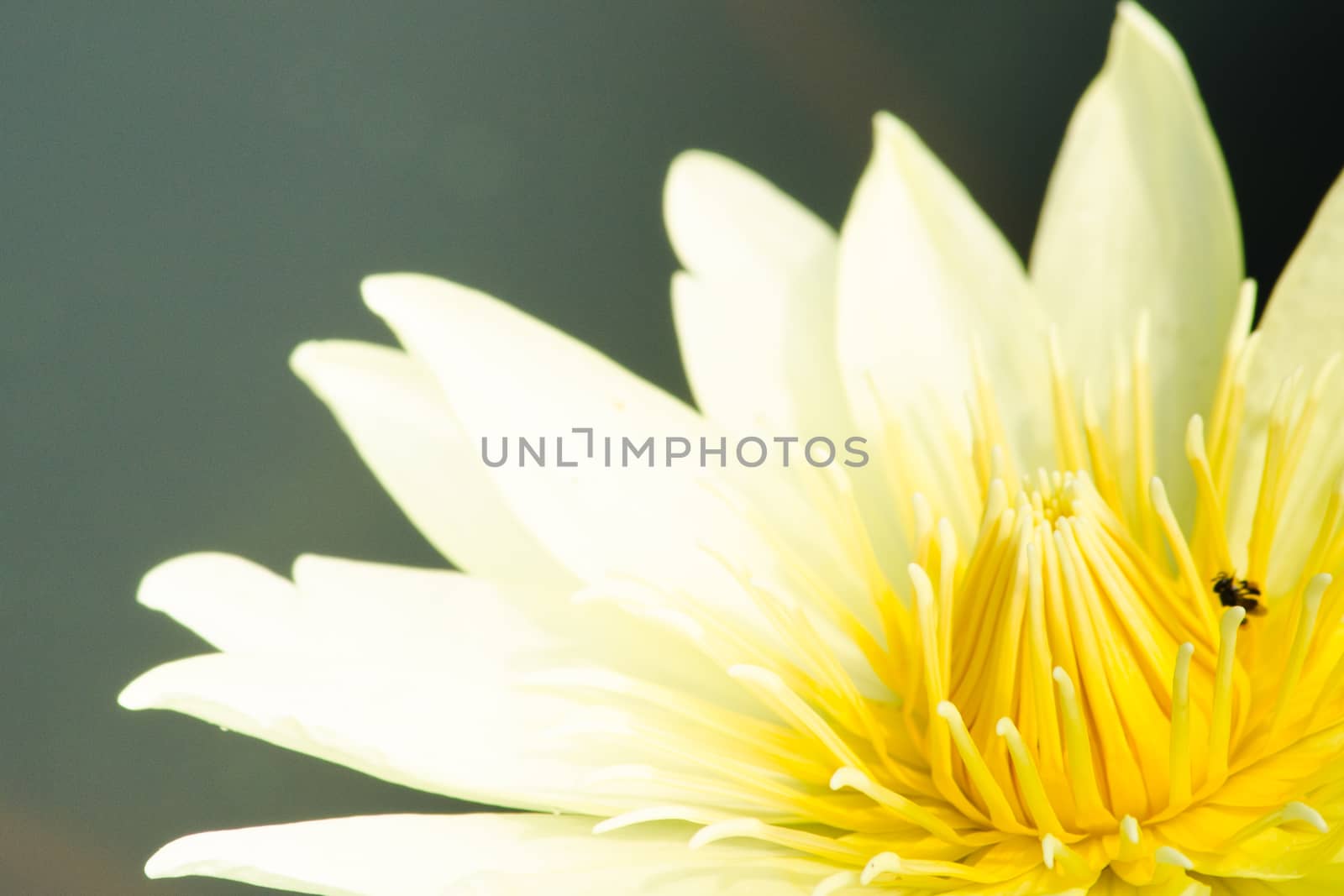 white beautiful lotus