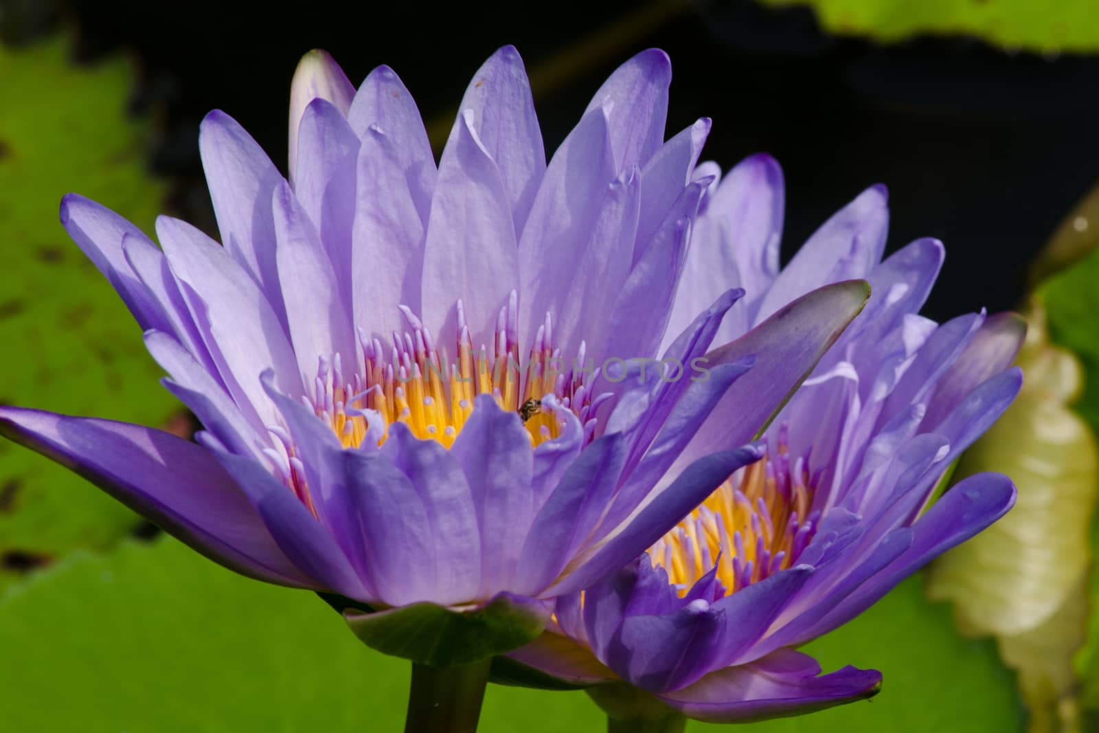 beautiful lotus in pond by visanuwit