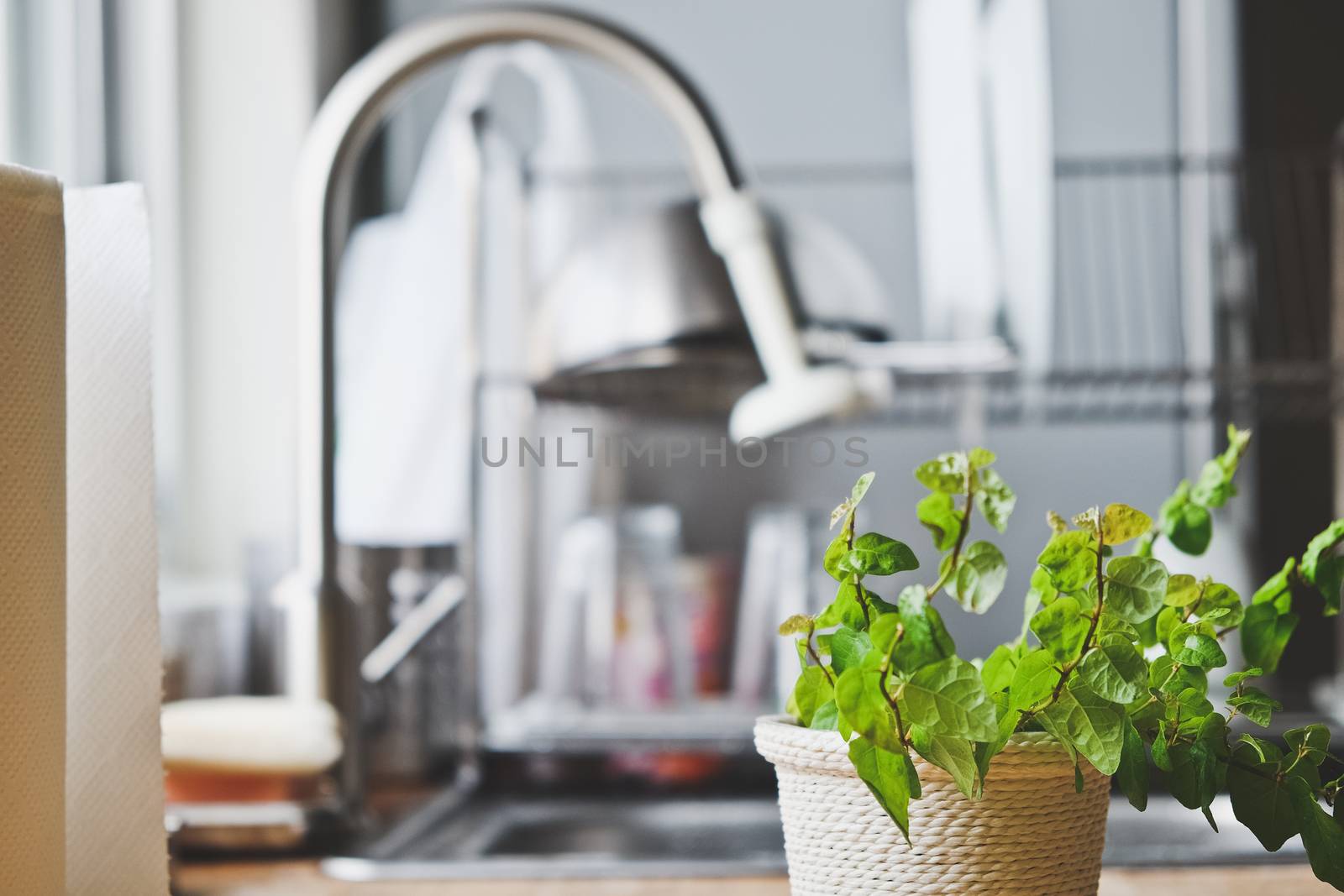 plant on kitchen windowsill, close up,Interior of rural kitchen background