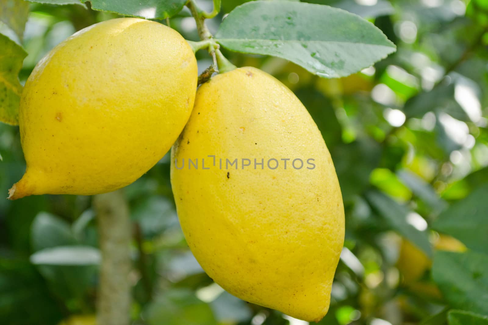 lemon and leaf  by visanuwit