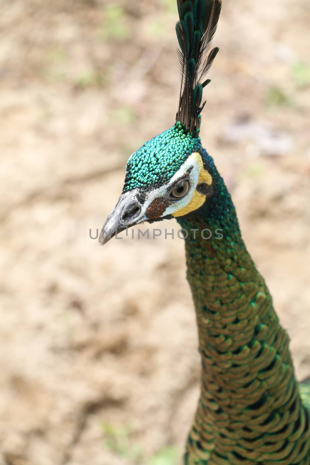 The green peafowl is walking for food on the ground by visanuwit