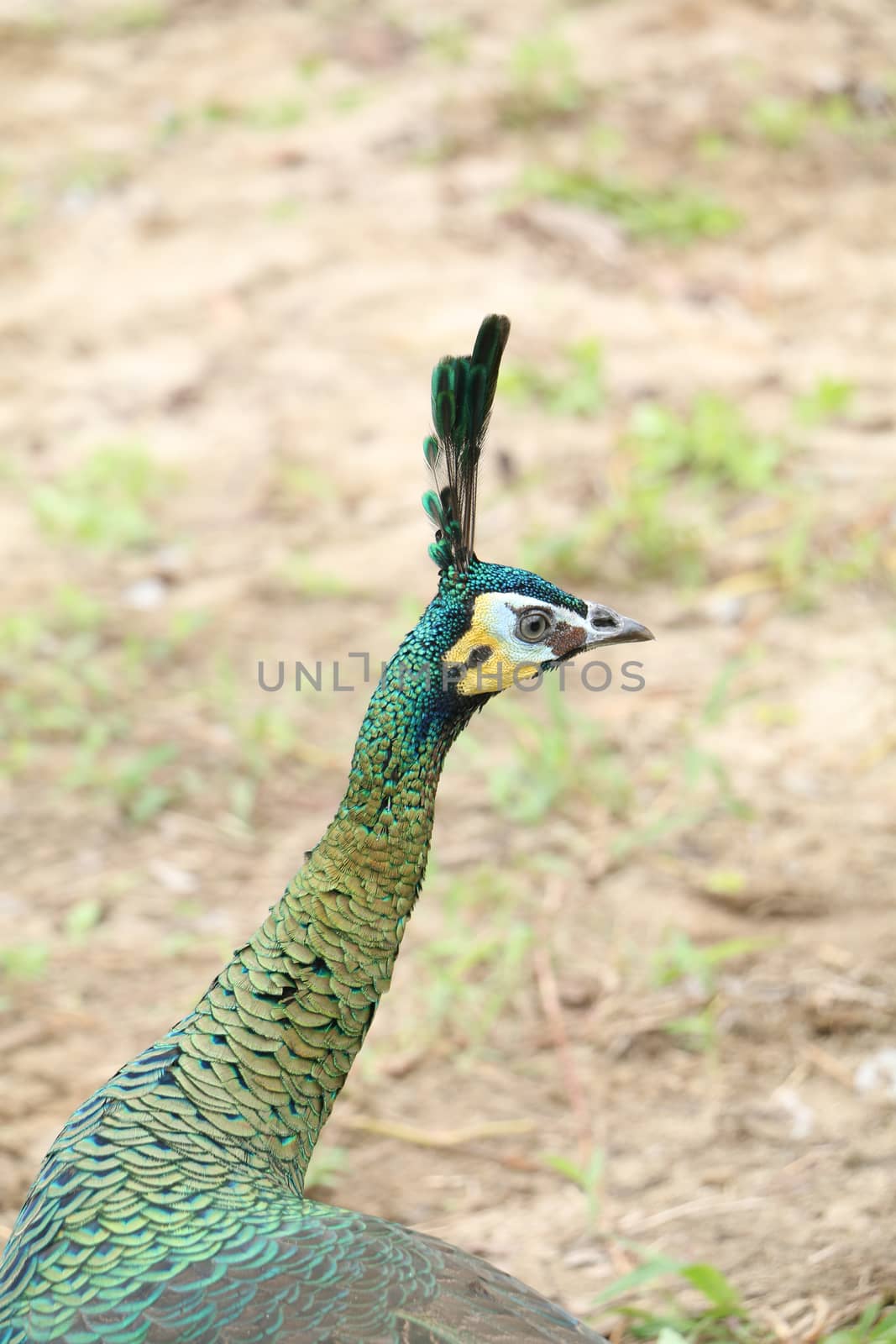 The green peafowl is walking for food on the ground by visanuwit