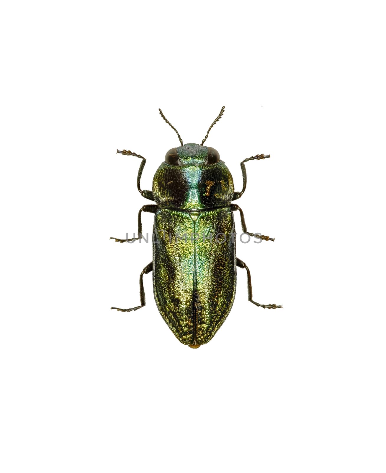 Jewel Beetle Anthaxia on white Background  -  Anthaxia fulgurans (Schrank, 1789)