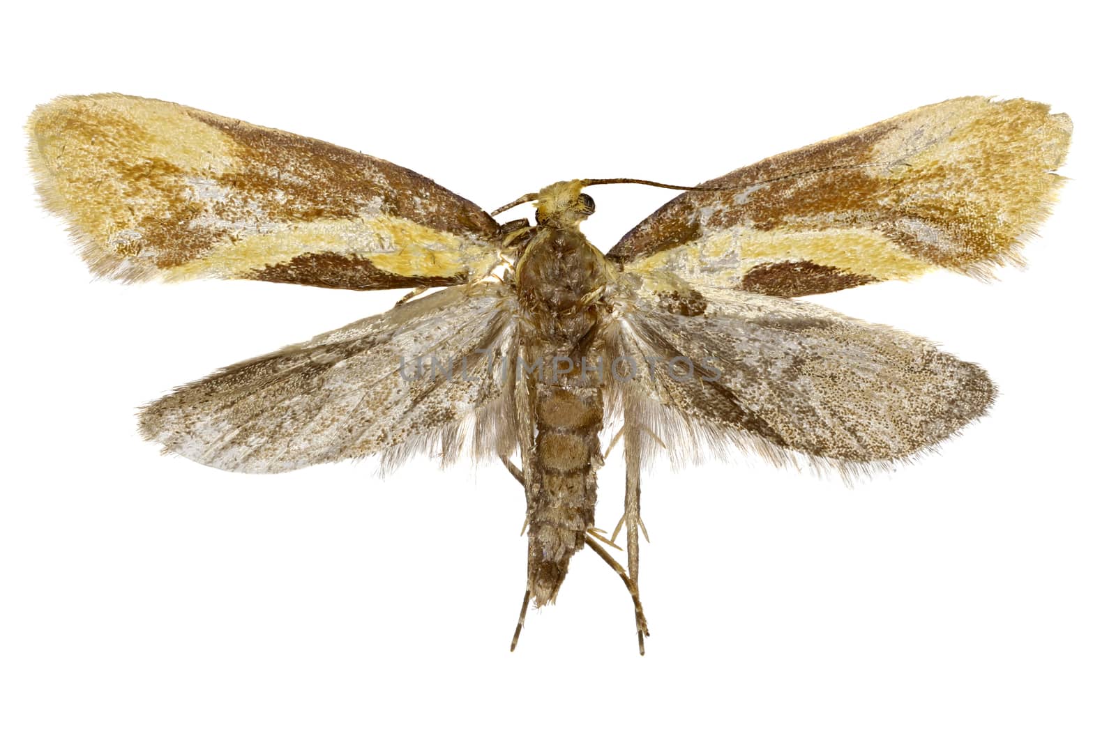Concealer Moth Harpella on white Background  -  Harpella forficella (Scopoli, 1763)