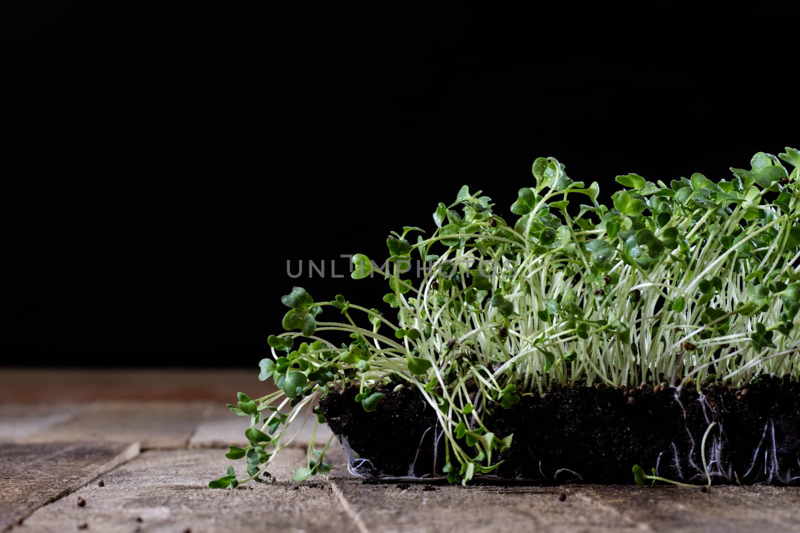 Fresh sprouts Cress. Black ground. Wooden table. Black background. Flowerpot in the shape of a watering can.