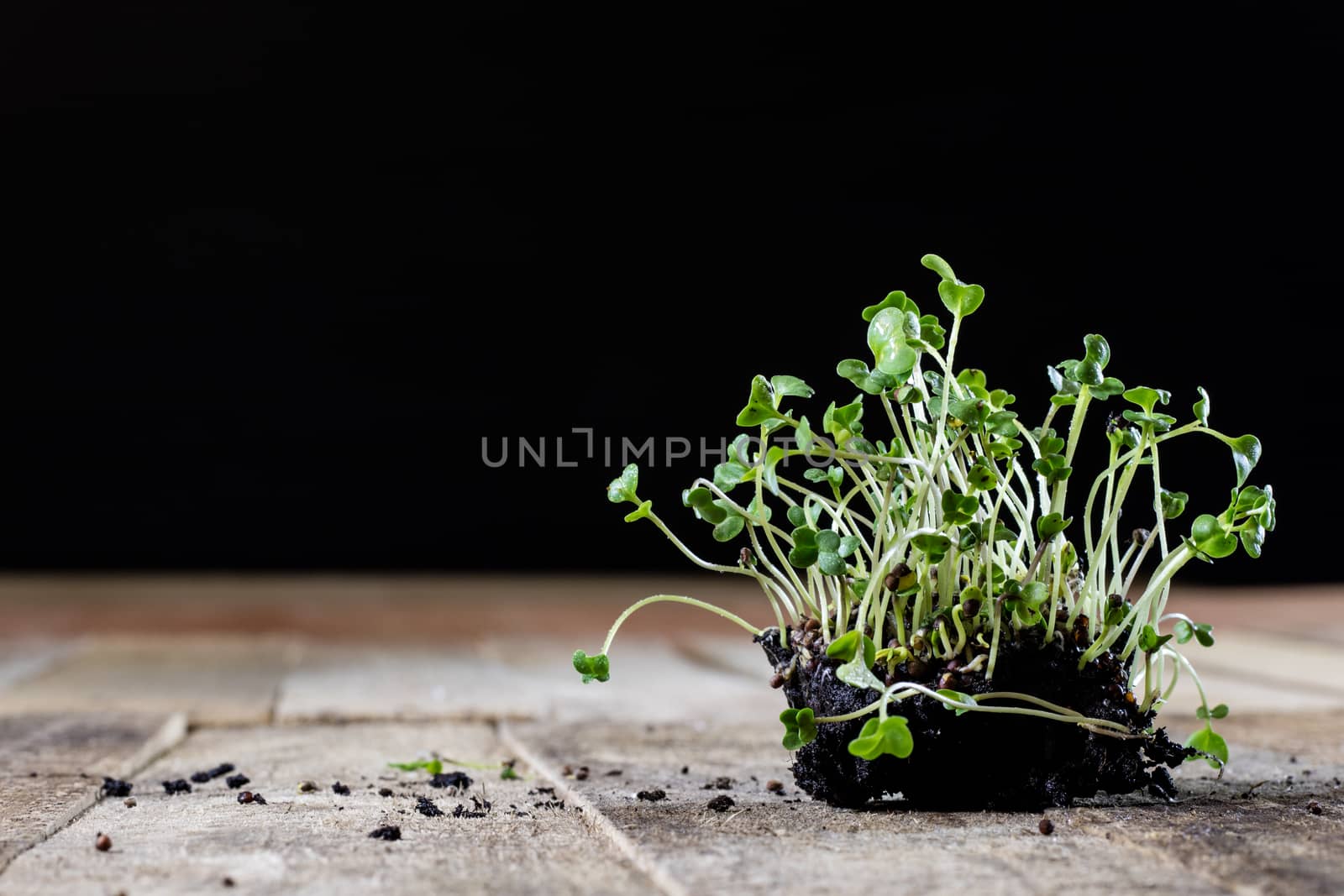 Fresh sprouts Cress. Black ground. Wooden table. Black background. Flowerpot in the shape of a watering can.