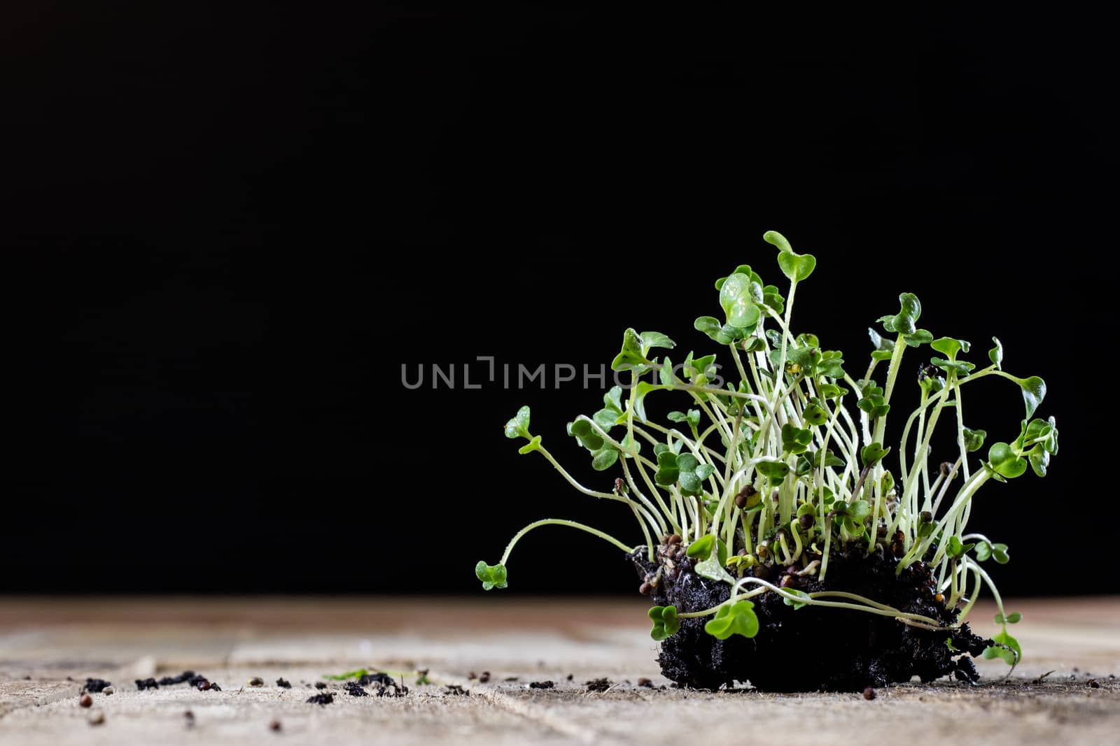 Fresh sprouts Cress. Black ground. Wooden table. Black background. Flowerpot in the shape of a watering can.