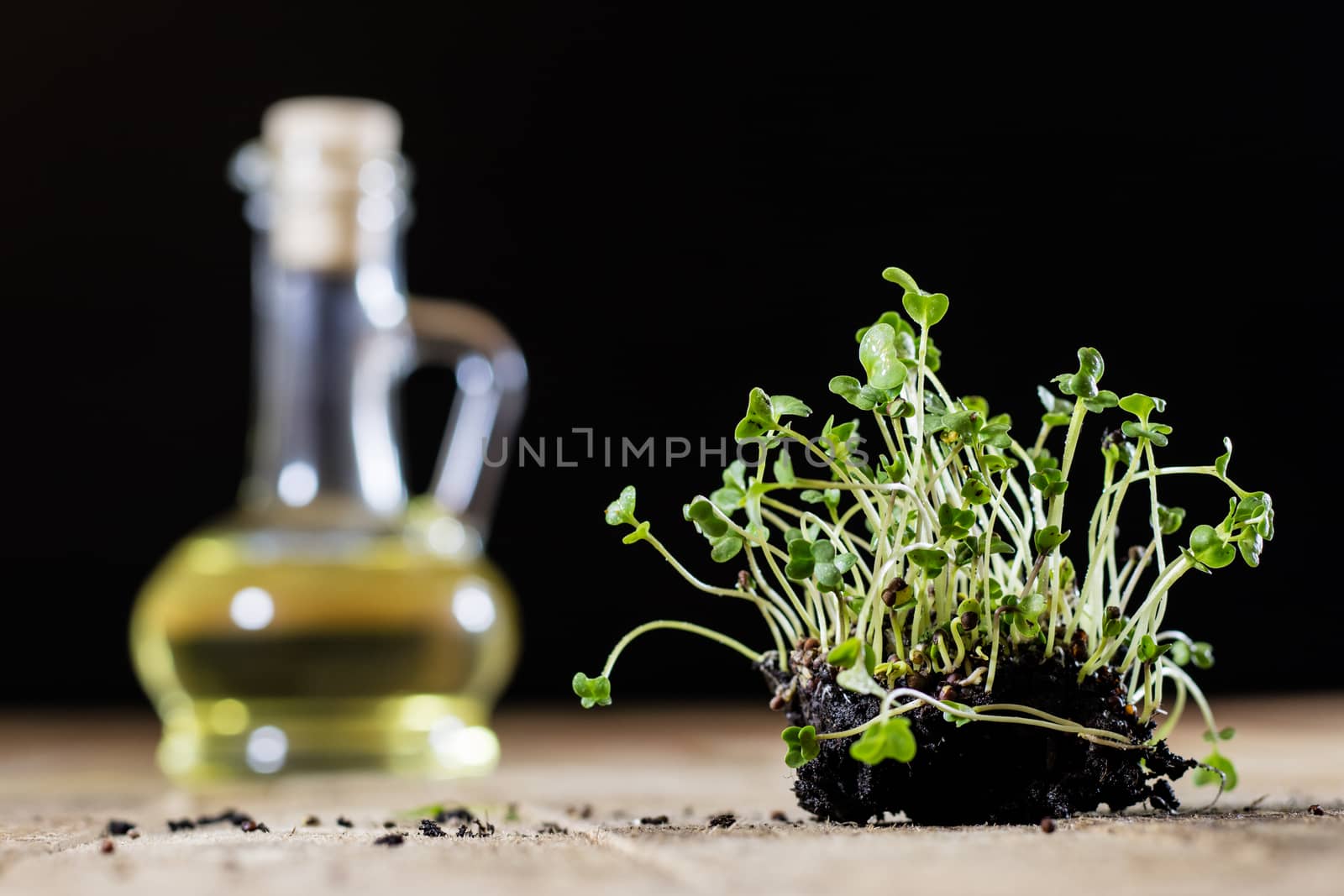 Fresh sprouts Cress. Black ground. Wooden table. Black background. Flowerpot in the shape of a watering can.