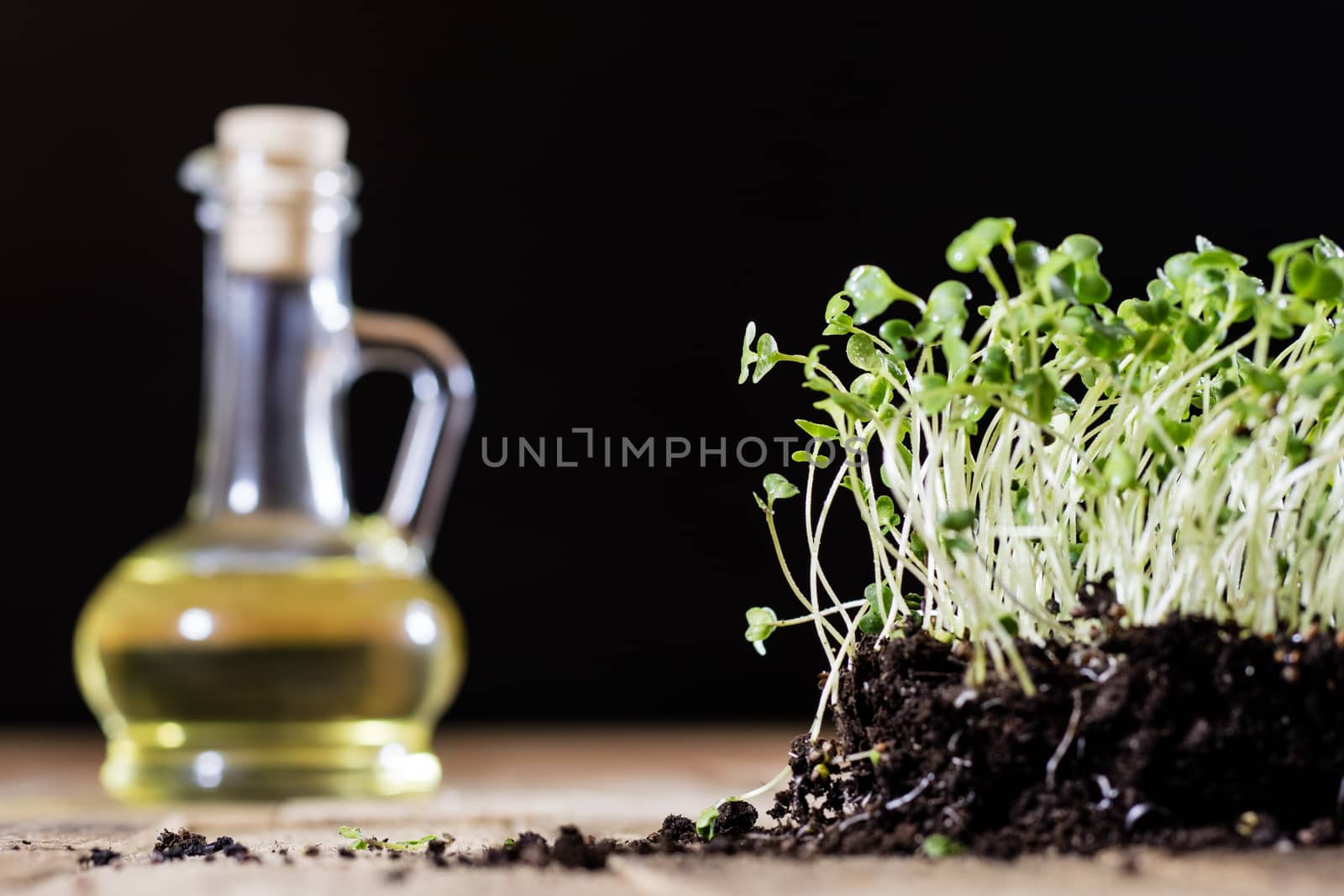 Fresh sprouts Cress. Black ground. Wooden table. Black background. Flowerpot in the shape of a watering can.