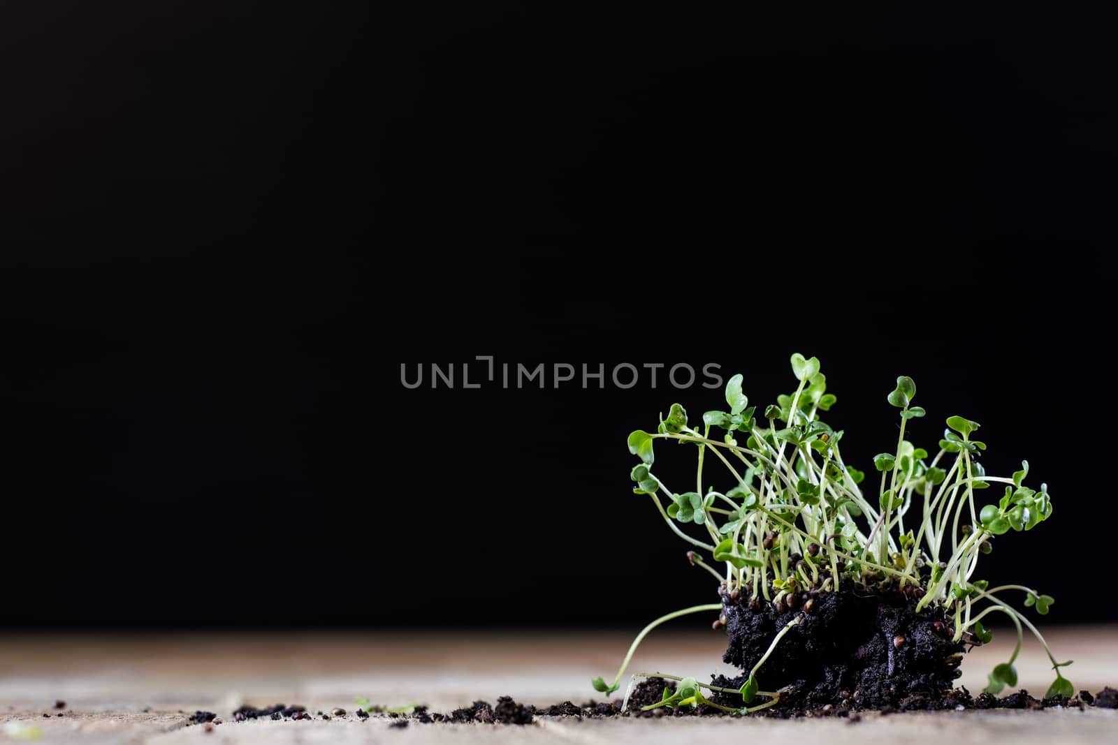 Fresh sprouts Cress. Black ground. Wooden table. Black background. Flowerpot in the shape of a watering can.