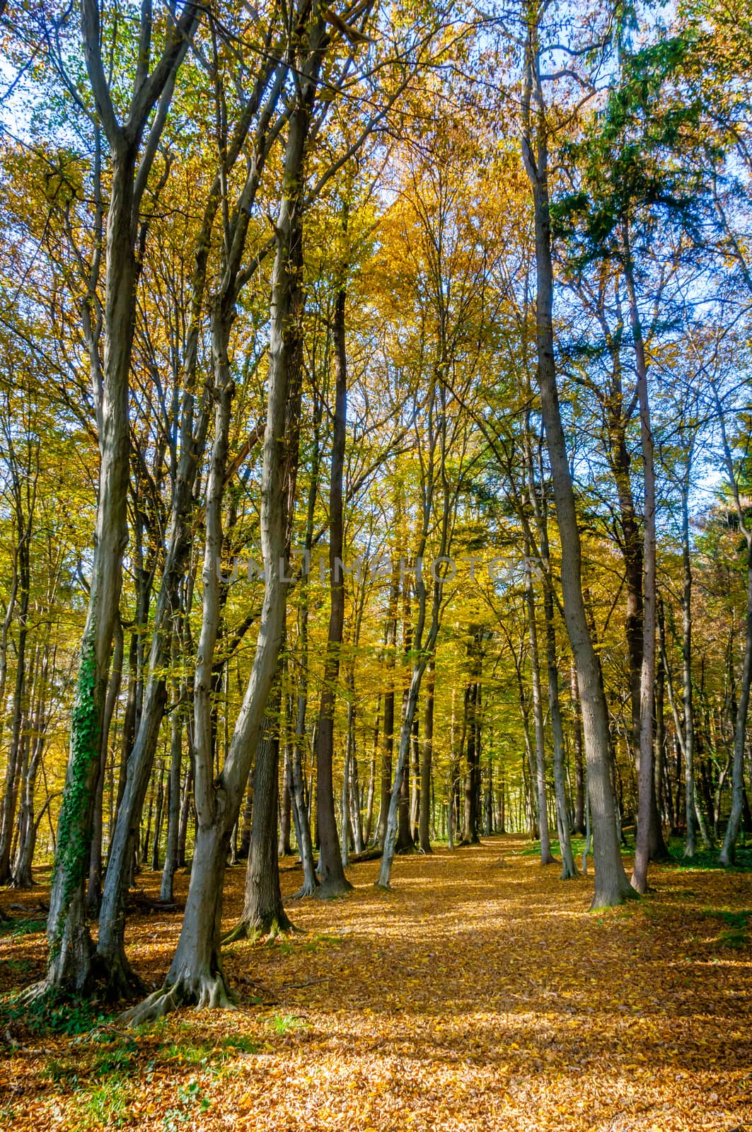 Autumn forest wood scene with golden sun light illumining the foliage and a footpath leading into the woods