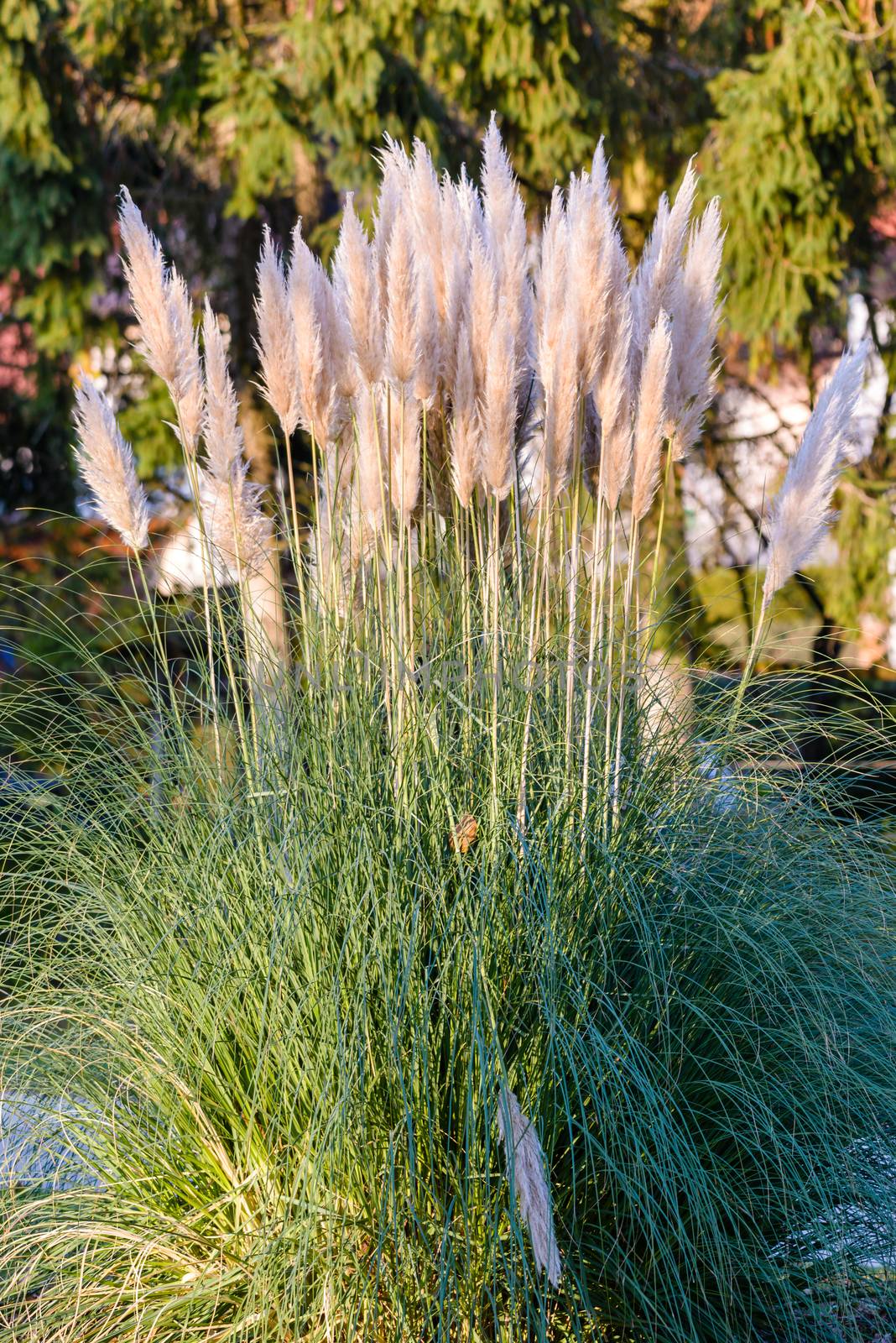 Pampas Decorative Grass in sunset sun light by asafaric