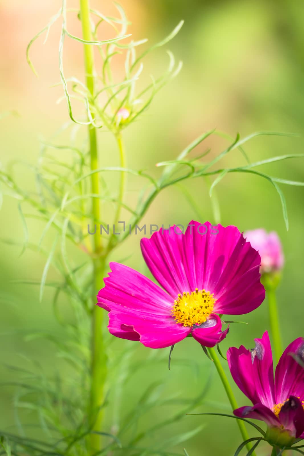 The background image of the colorful flowers, background nature