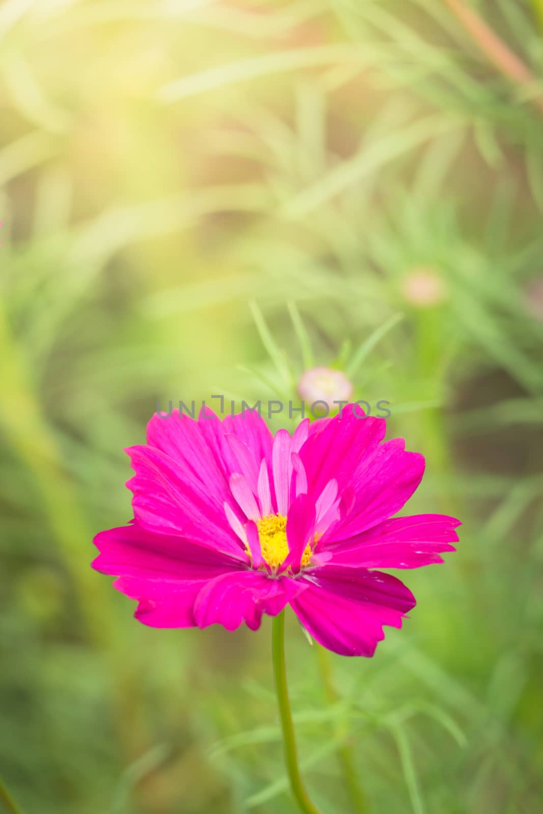 The background image of the colorful flowers by teerawit