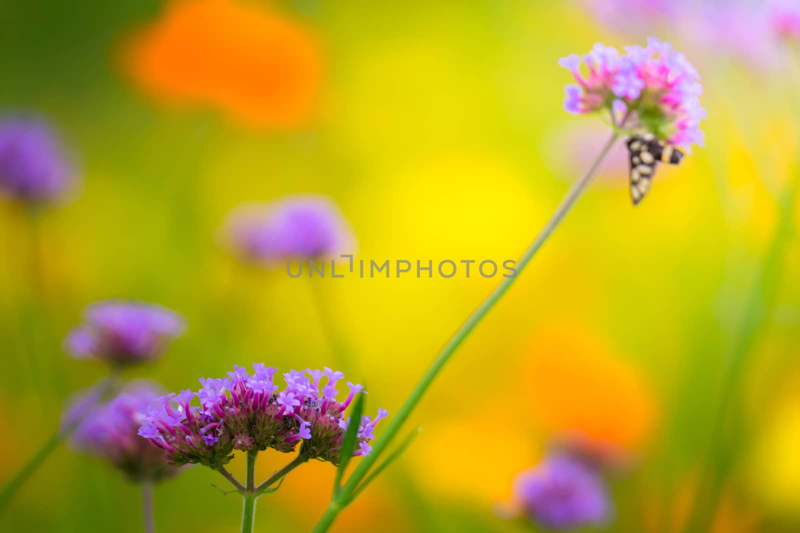 The background image of the colorful flowers by teerawit