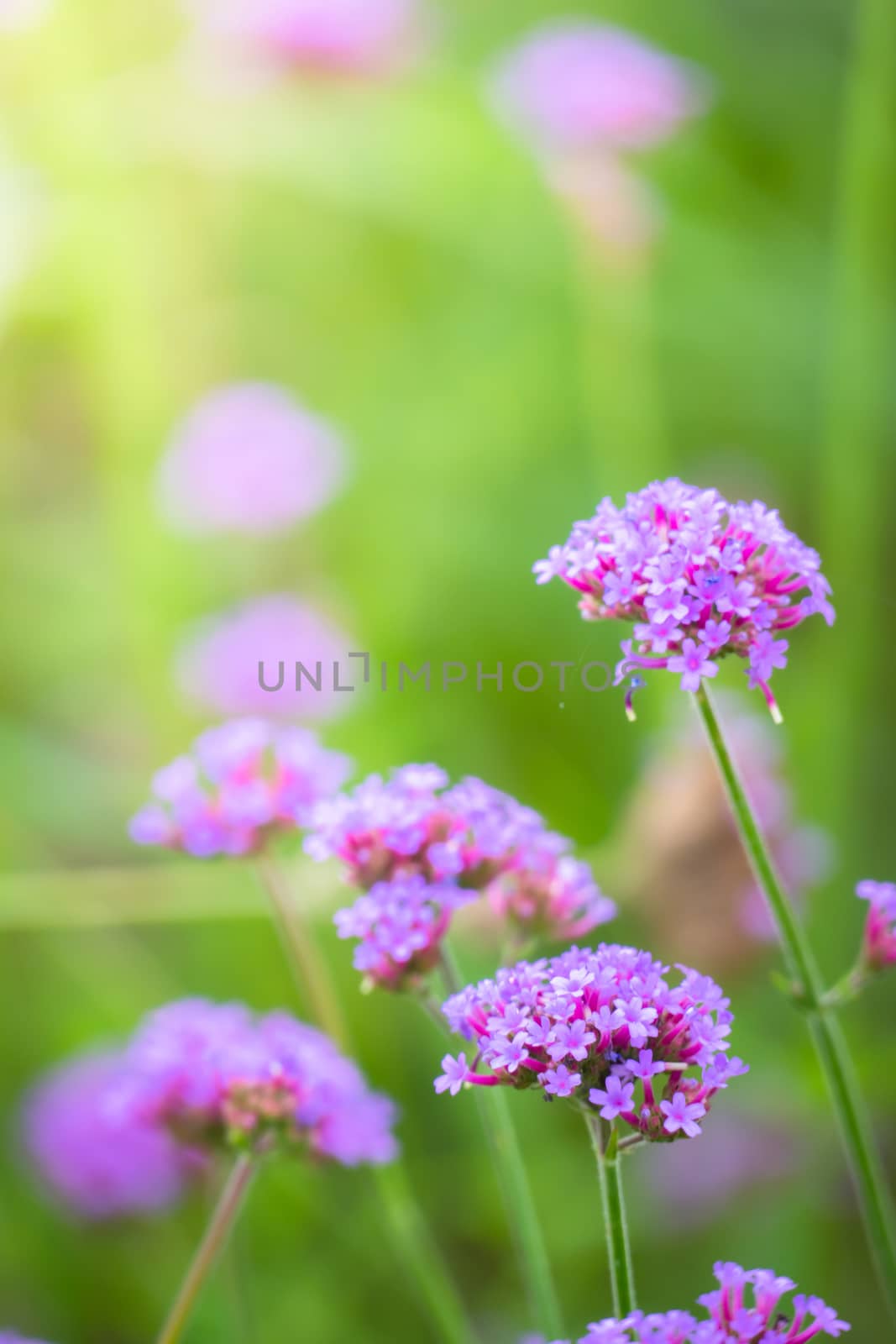 The background image of the colorful flowers by teerawit