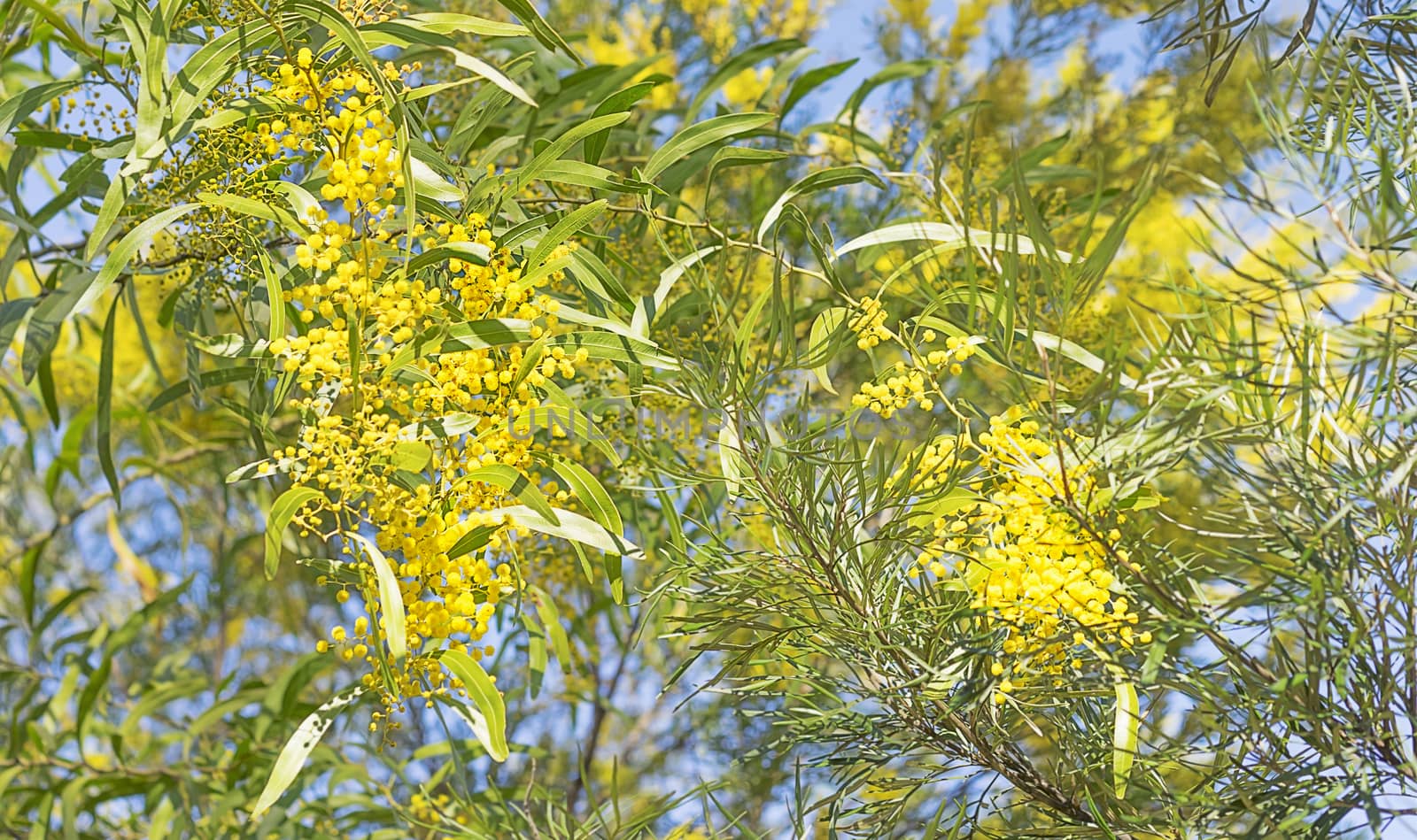Golden yellow wattle flowers blooming in australian bush in winter