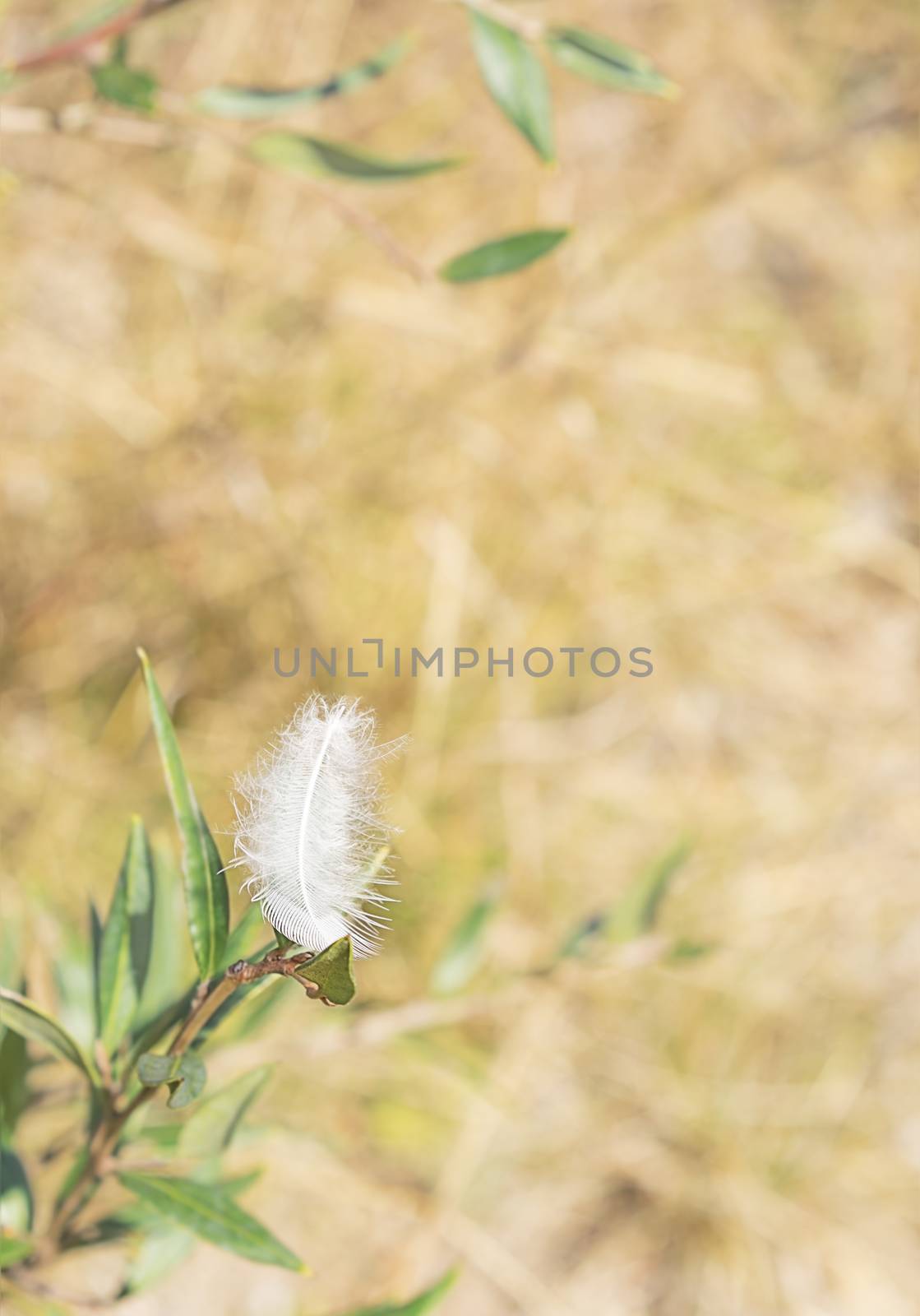 White downy peaceful fluffy feather in a light breeze concept of freedom, ease, relaxation, carefree or condolence background