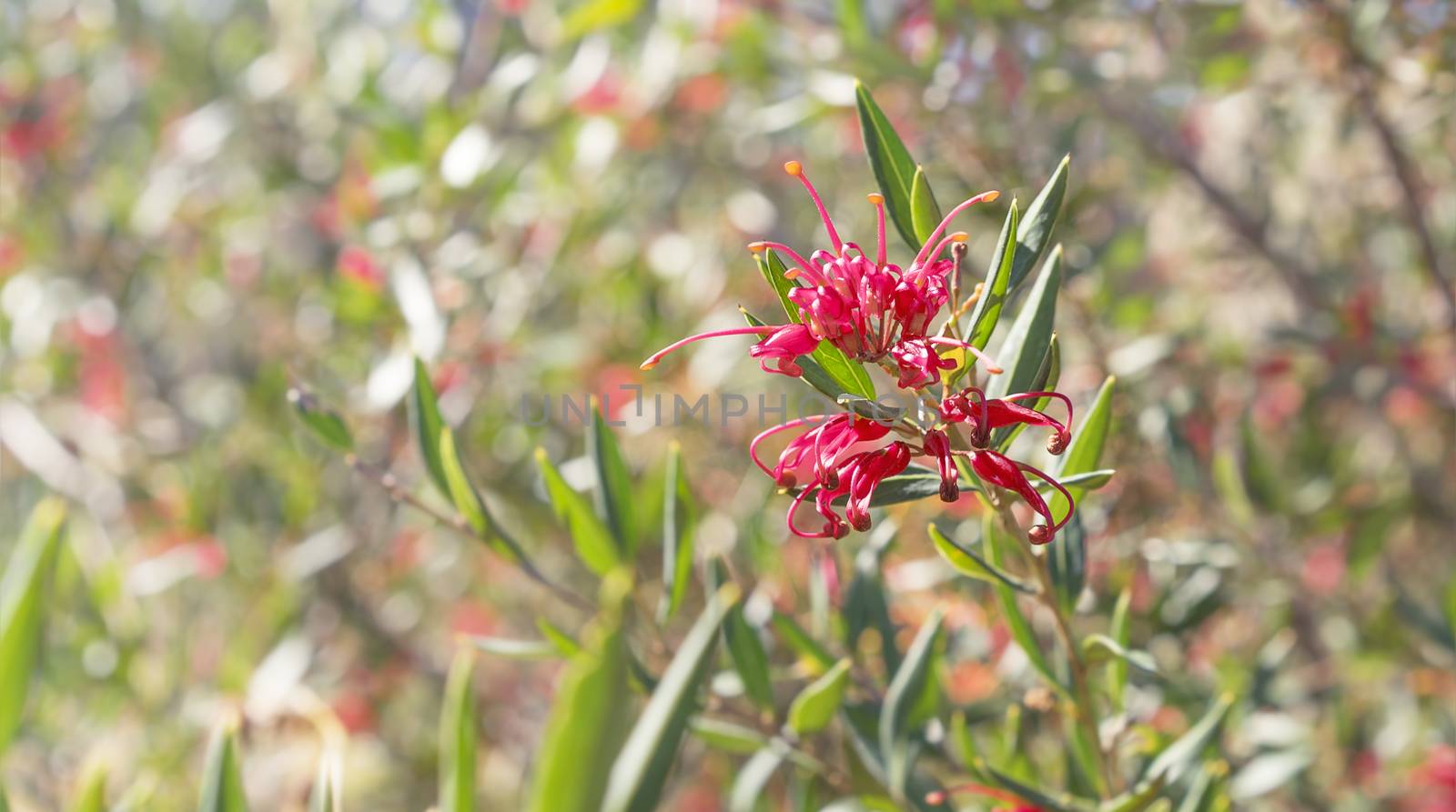Australian wildflower Grevillea splendour, a native shrub against bokeh colorful floral background in winter