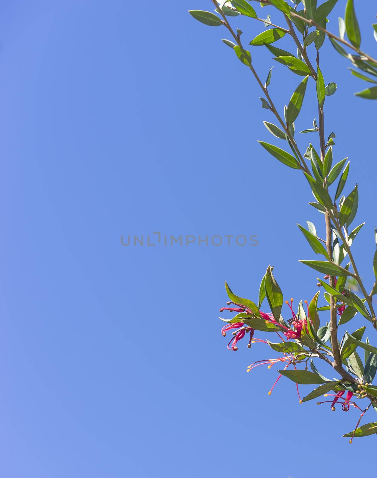 Australian Red grevillea flower with green foliage against clear blue sky  for condolences greeting card background