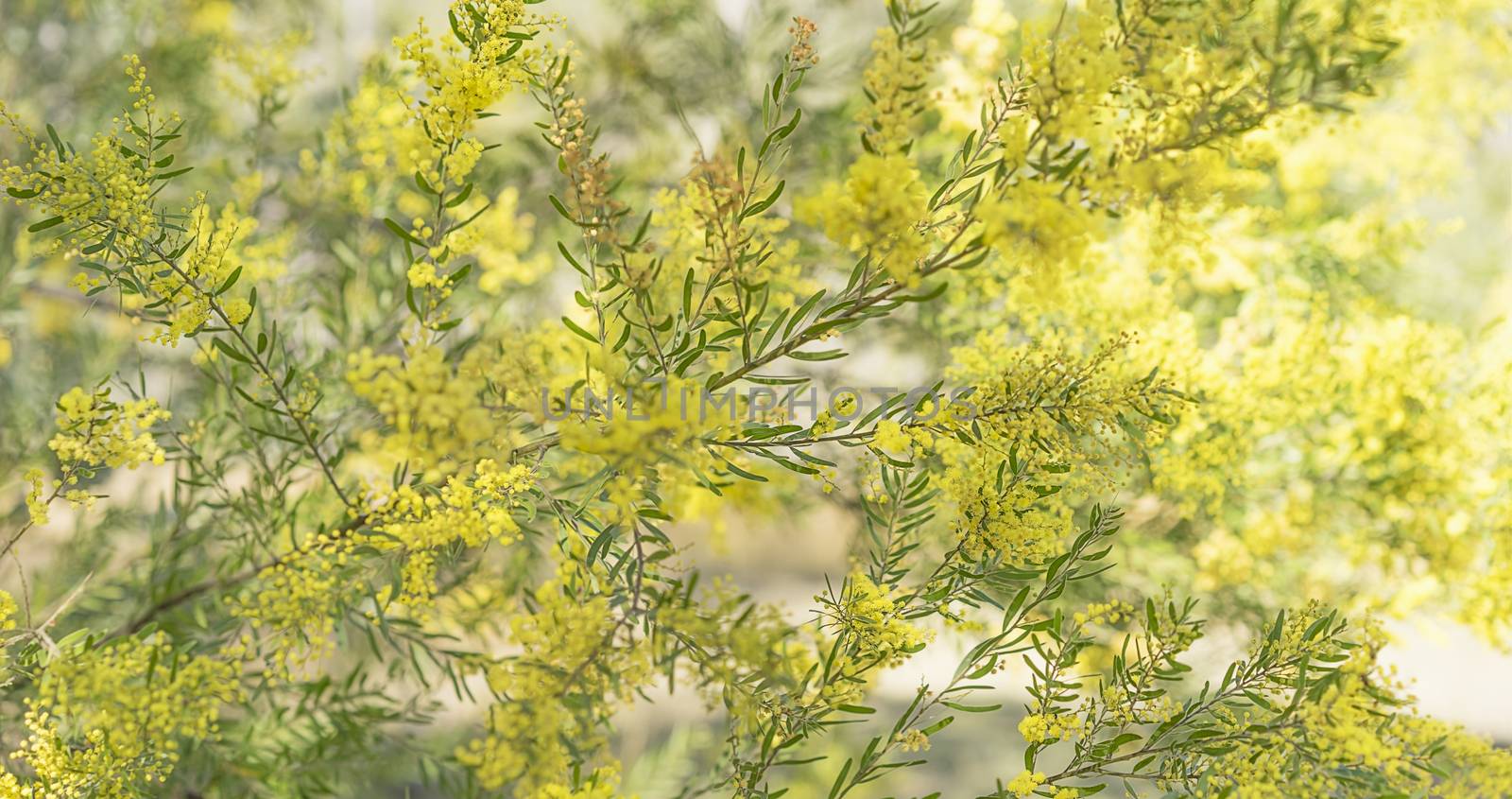 Australian native acacia tree, Brisbane or Fringed Wattle, in full yellow fluffy flowers in winter and spring for a floral background in panorama form