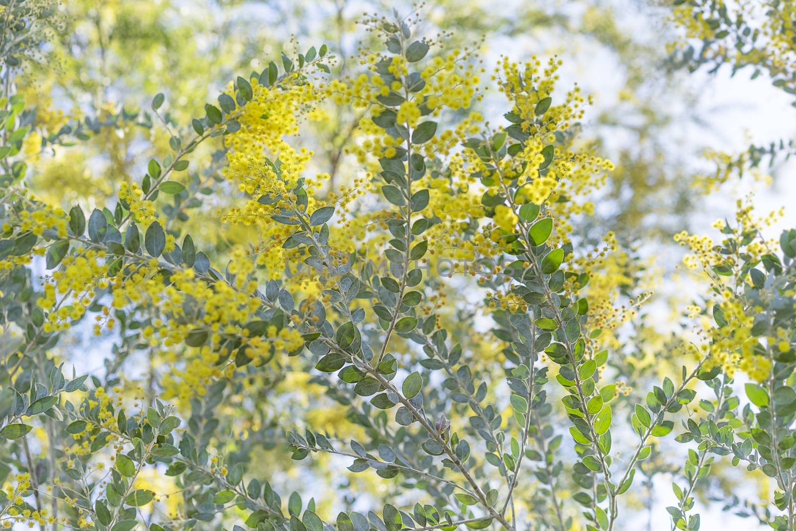 Queensland silver wattle tree in yellow fluffy flower bloom in winter in Australia