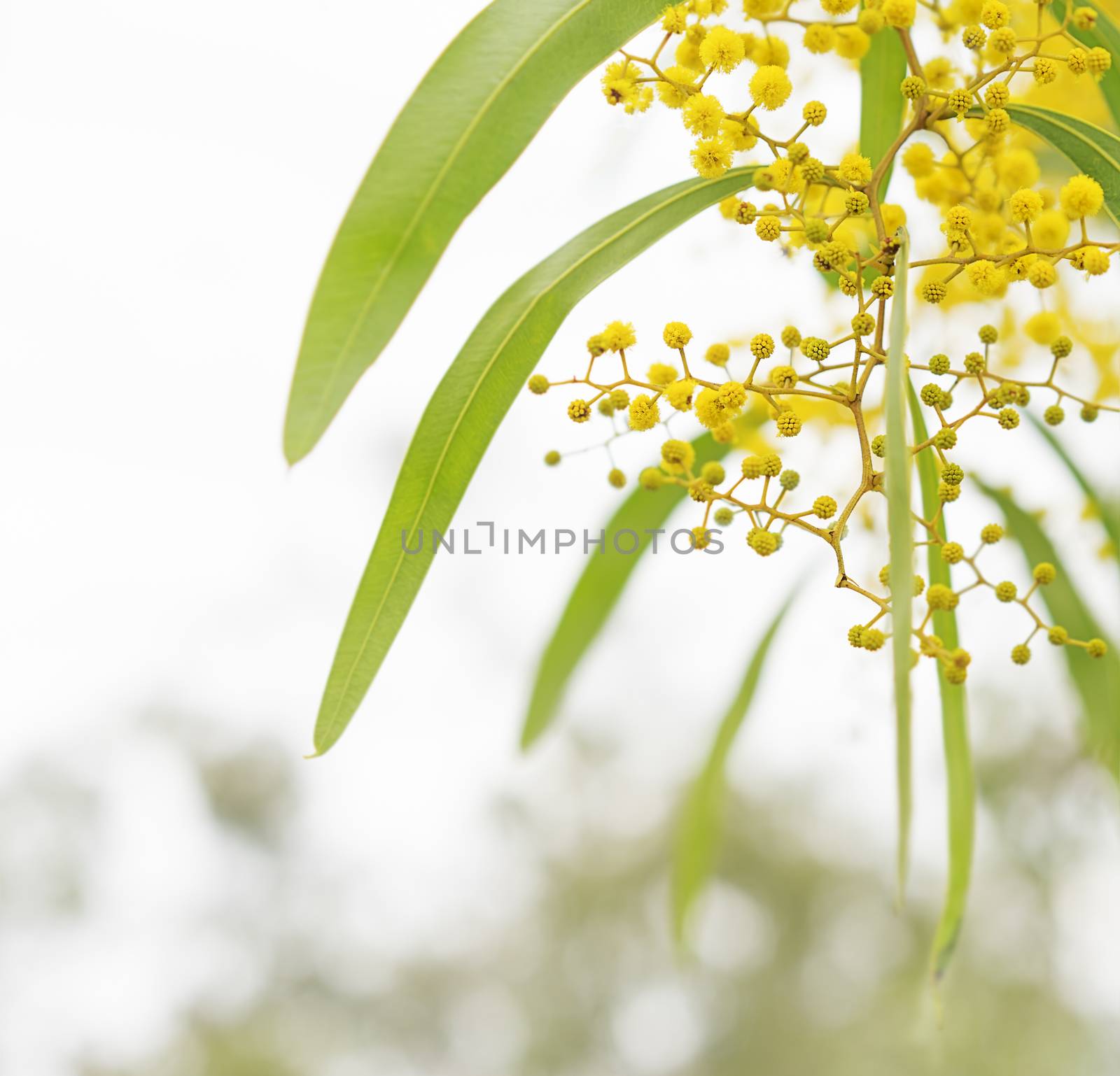 Australian Spring wattle flowers with neutral background for copy space