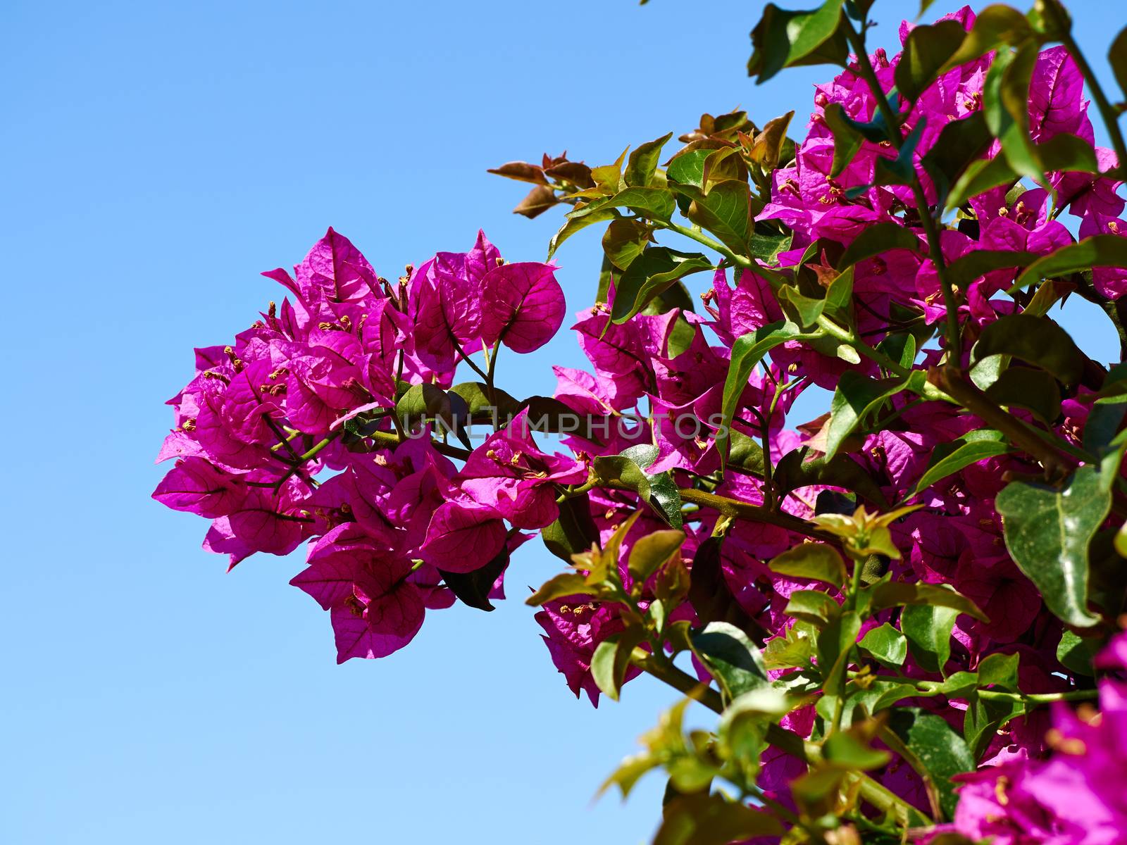 Blooming Bougainvillea Paper flower by Ronyzmbow