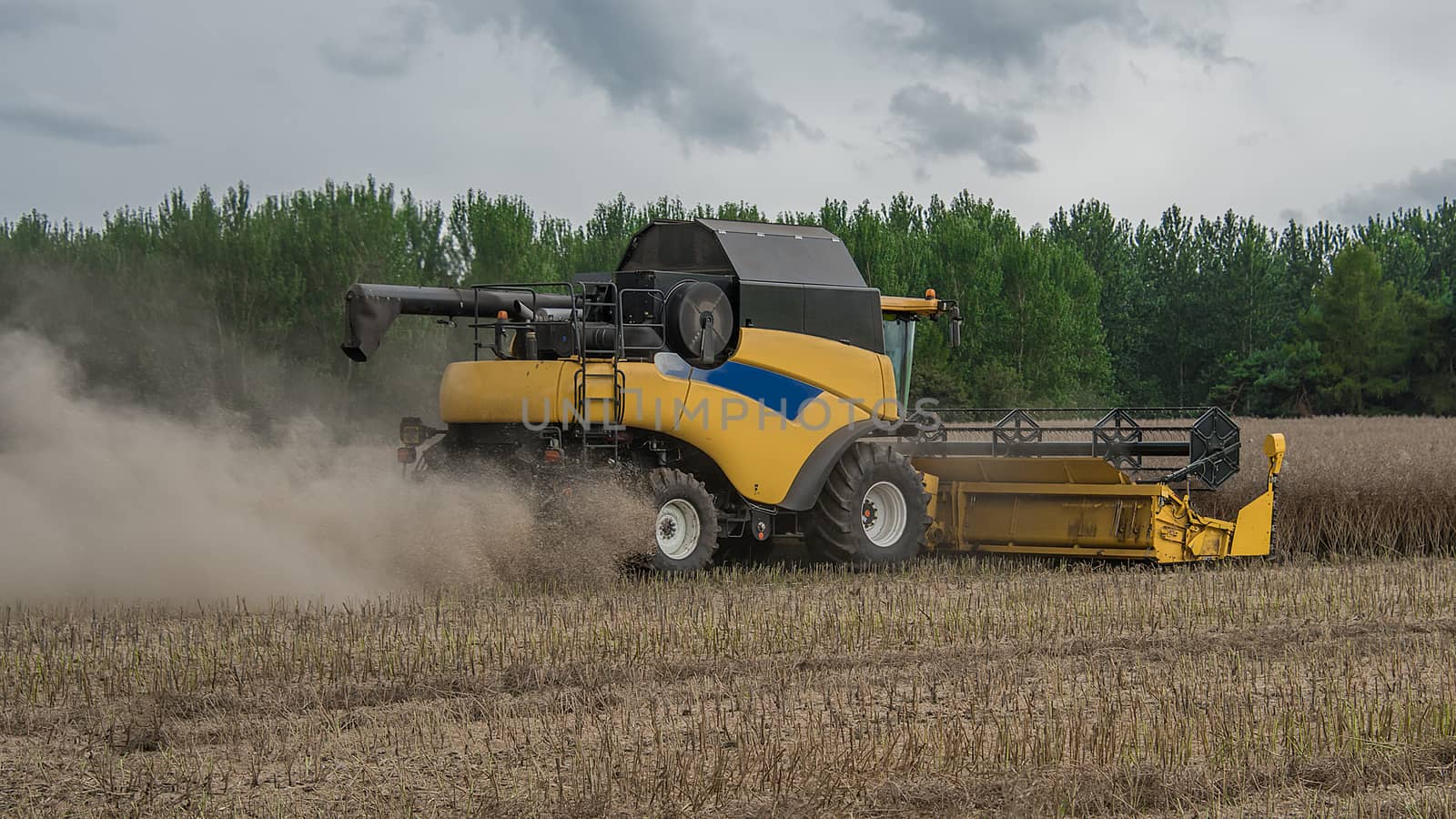 Close up of a combine harvester cutting the grain in a field with a gray sky